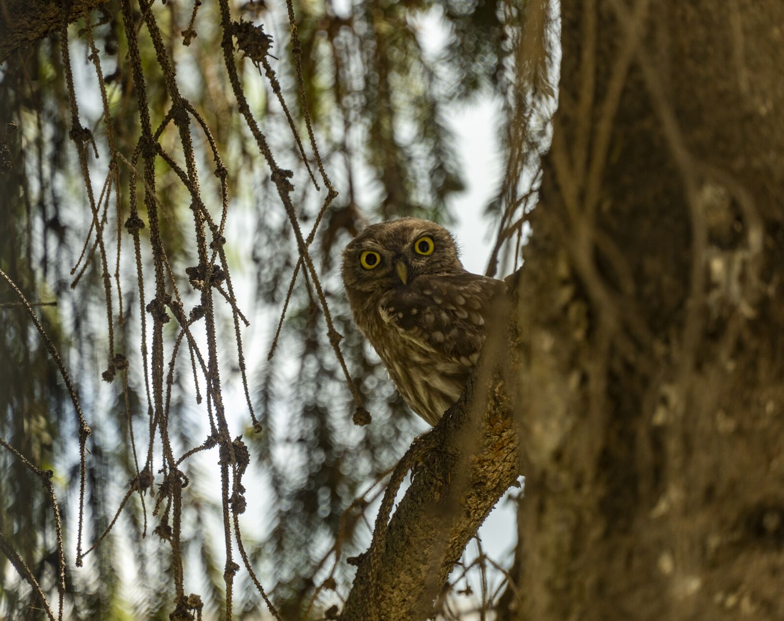 Sony a6400 sample photo. Owl, small owl, bird photography