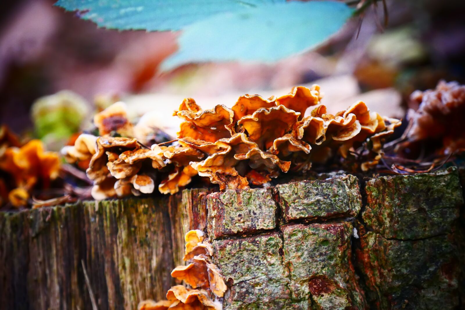 Panasonic Lumix DMC-G85 (Lumix DMC-G80) sample photo. Agaric, fungi, elfenbankjes photography