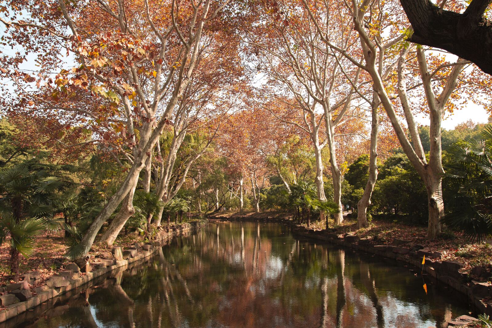 Canon EOS 70D + Sigma 12-24mm f/4.5-5.6 EX DG ASPHERICAL HSM + 1.4x sample photo. Shanghai, zoo, autumn photography