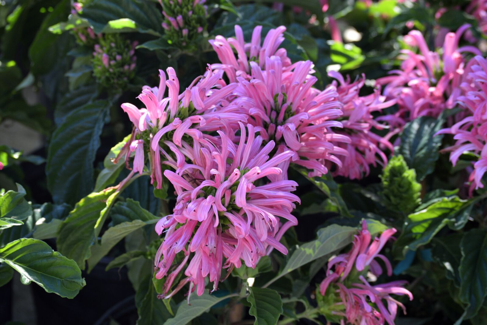 Nikon D3300 sample photo. Vibrant flower, flora, plant photography