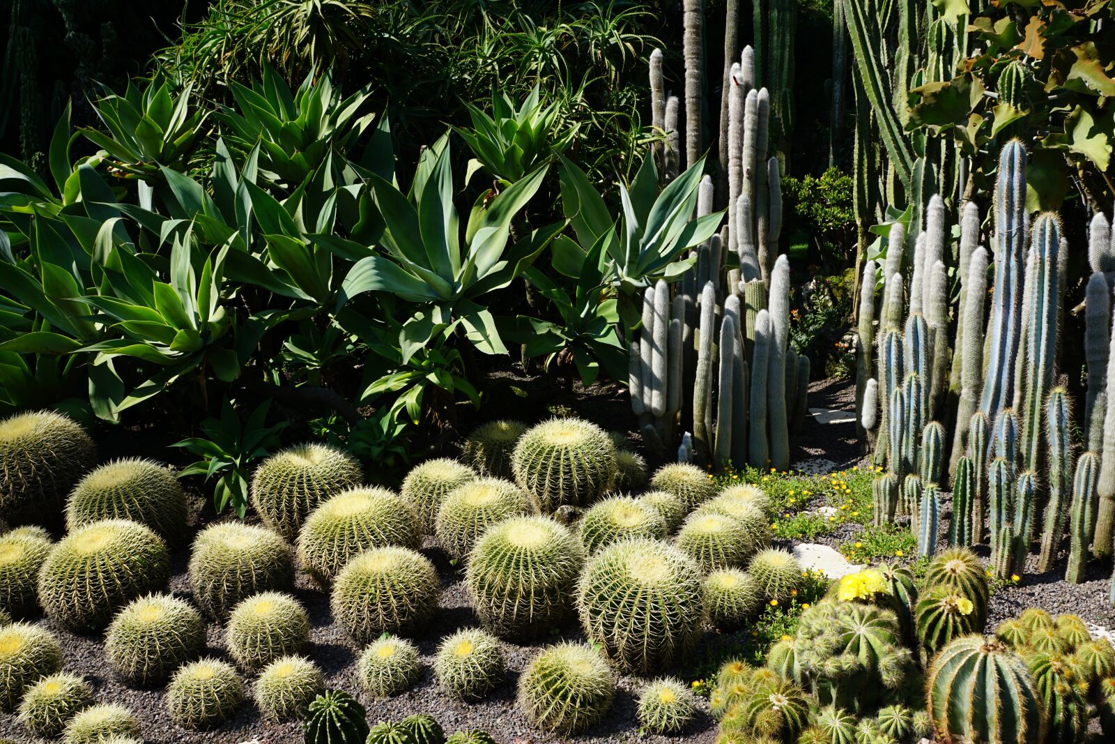 Sony DT 16-50mm F2.8 SSM sample photo. Cactus, green, plant photography