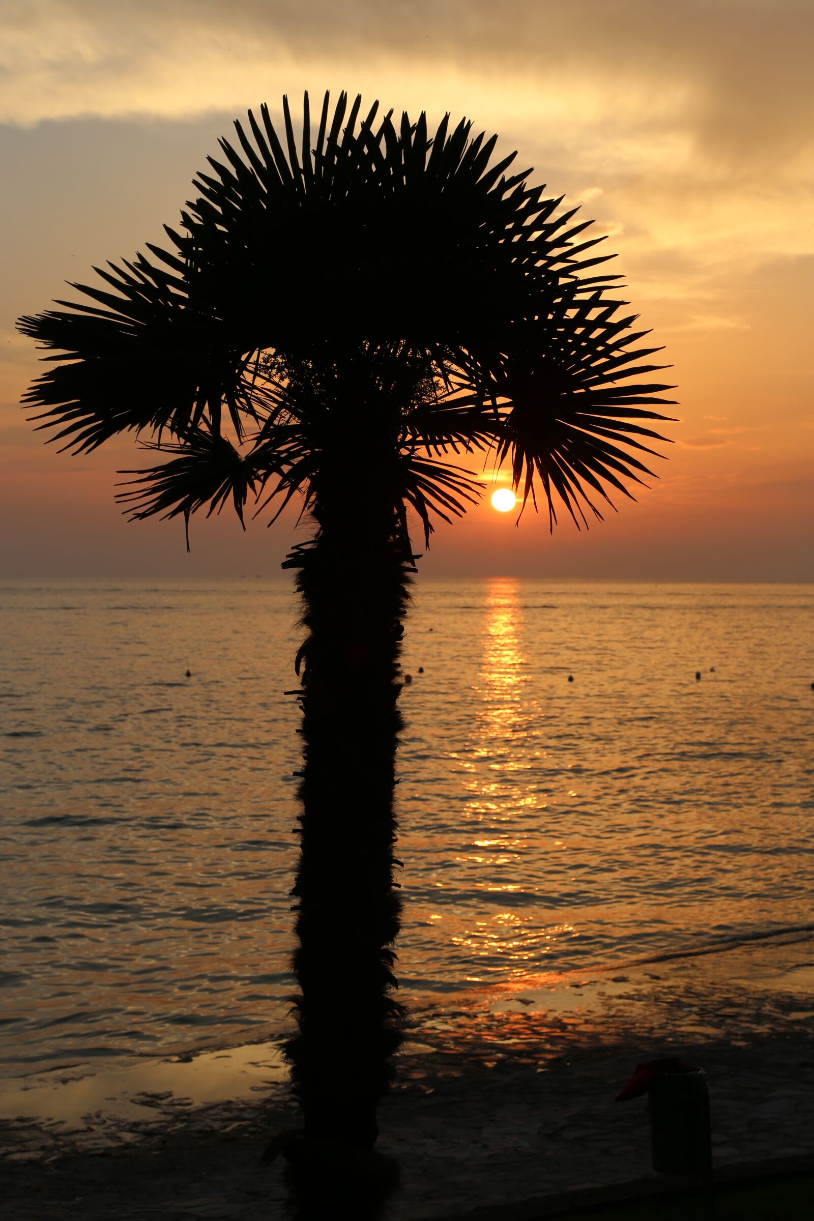 Canon EOS 6D + Canon EF 24-105mm F4L IS USM sample photo. Sunset, palm, sea photography