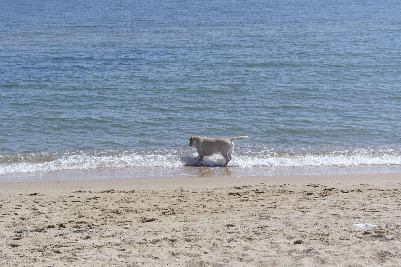 Samsung NX1000 sample photo. Sea, landscape, dog photography