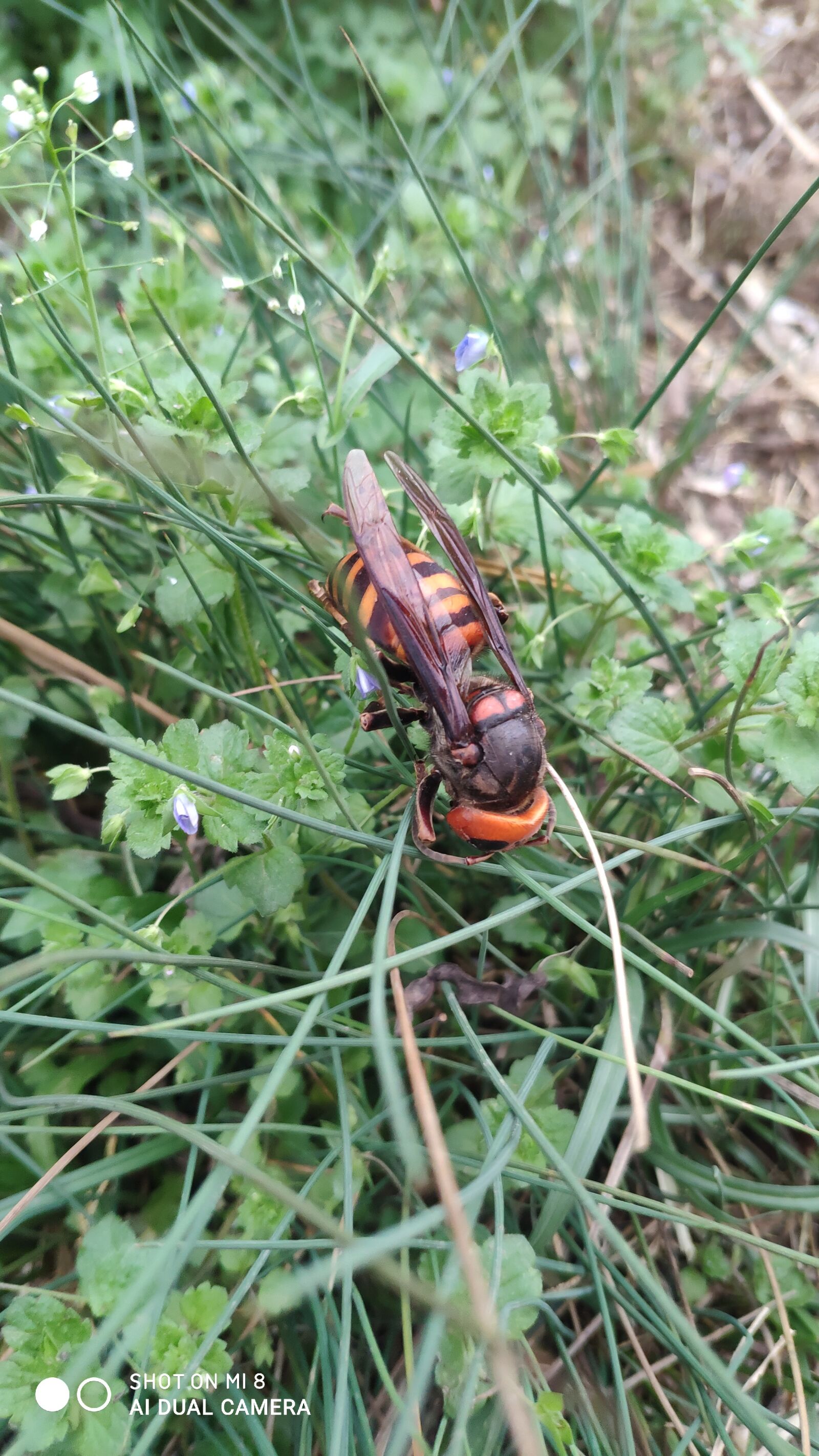 Xiaomi MI 8 sample photo. Bee, bumblebee, insect photography