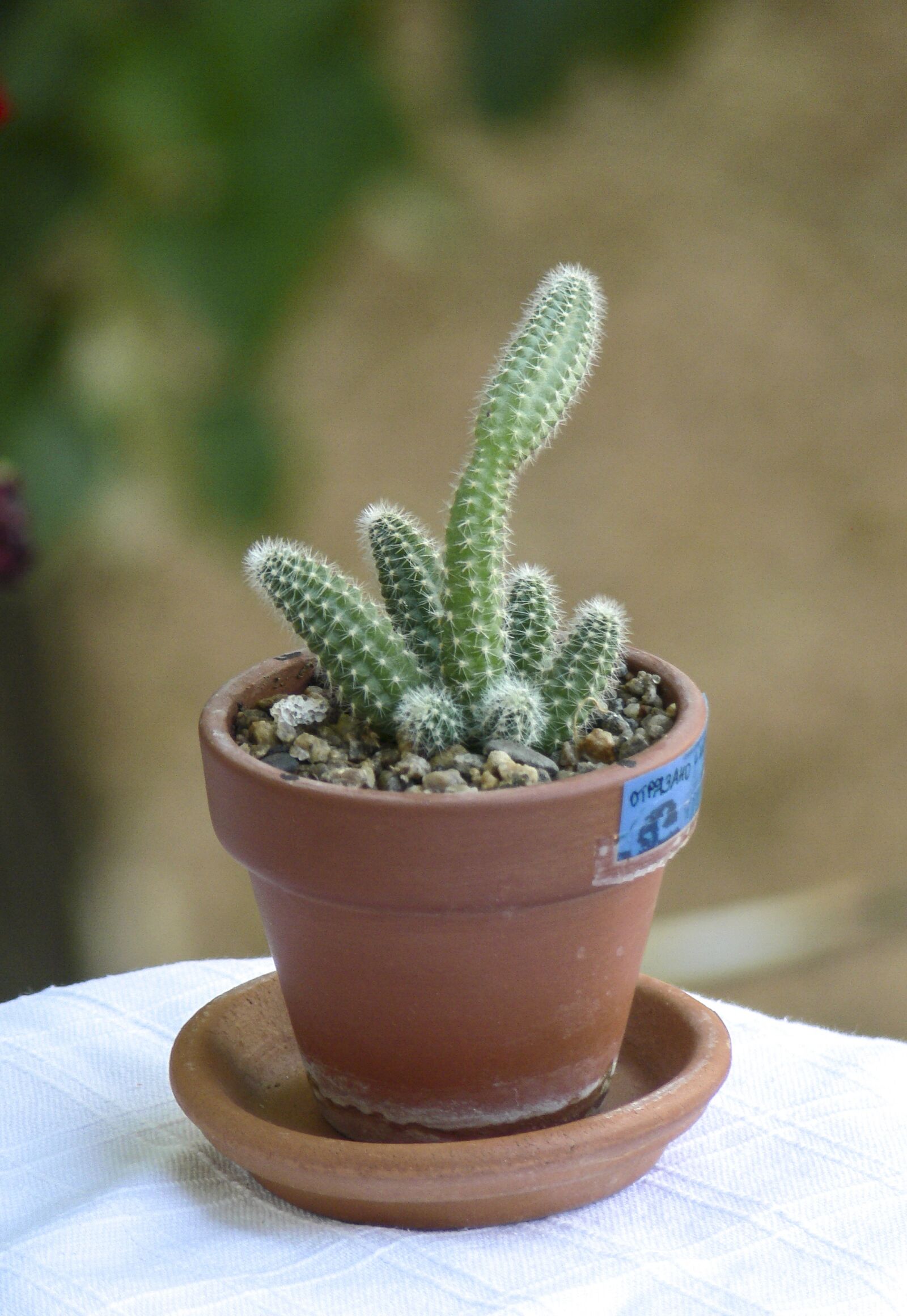 Panasonic DMC-FZ30 sample photo. Cacti, cactus, plant photography