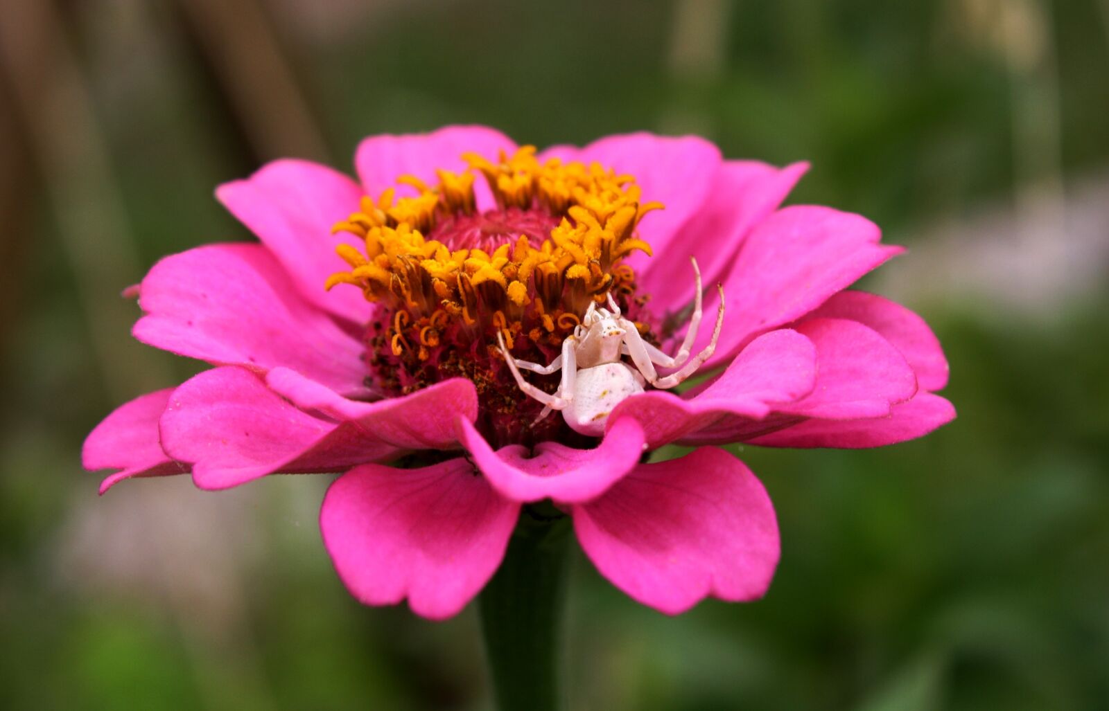 Canon EOS 1000D (EOS Digital Rebel XS / EOS Kiss F) sample photo. Flower, white spider, garden photography