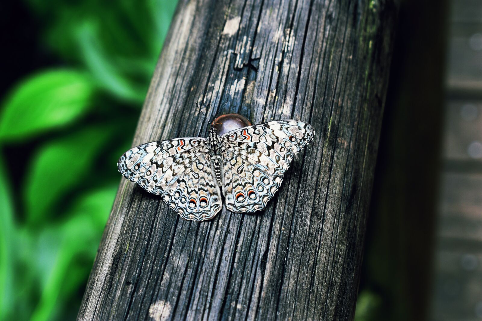 Nikon D3400 sample photo. Butterfly, botanical garden, insects photography