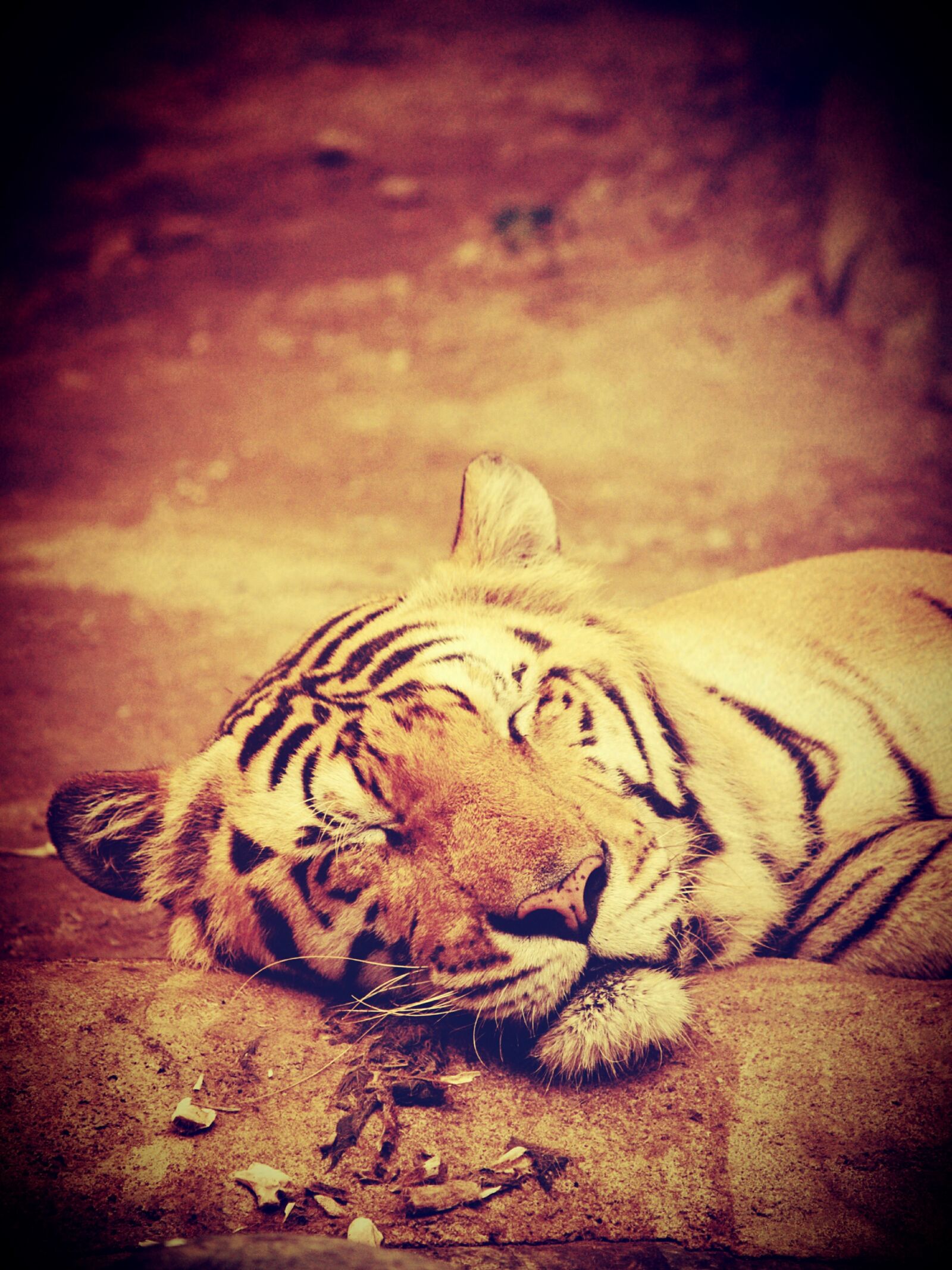 Olympus E-300 (EVOLT E-300) sample photo. Tiger, india, animal photography