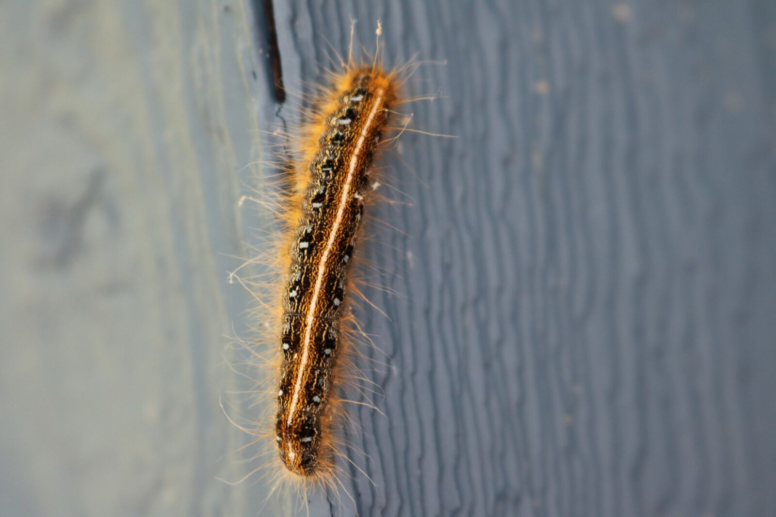 Canon EOS 750D (EOS Rebel T6i / EOS Kiss X8i) sample photo. Caterpillar, fuzzy, orange photography