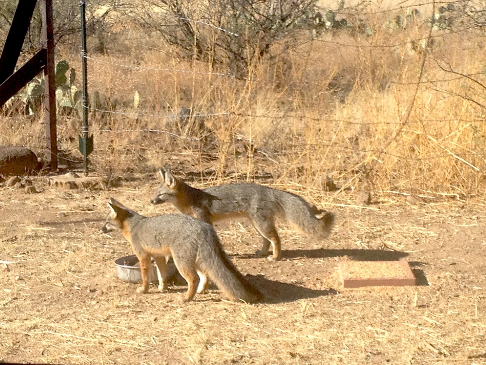 iPhone 4S back camera 4.28mm f/2.4 sample photo. Arizona, wildlife, fox photography