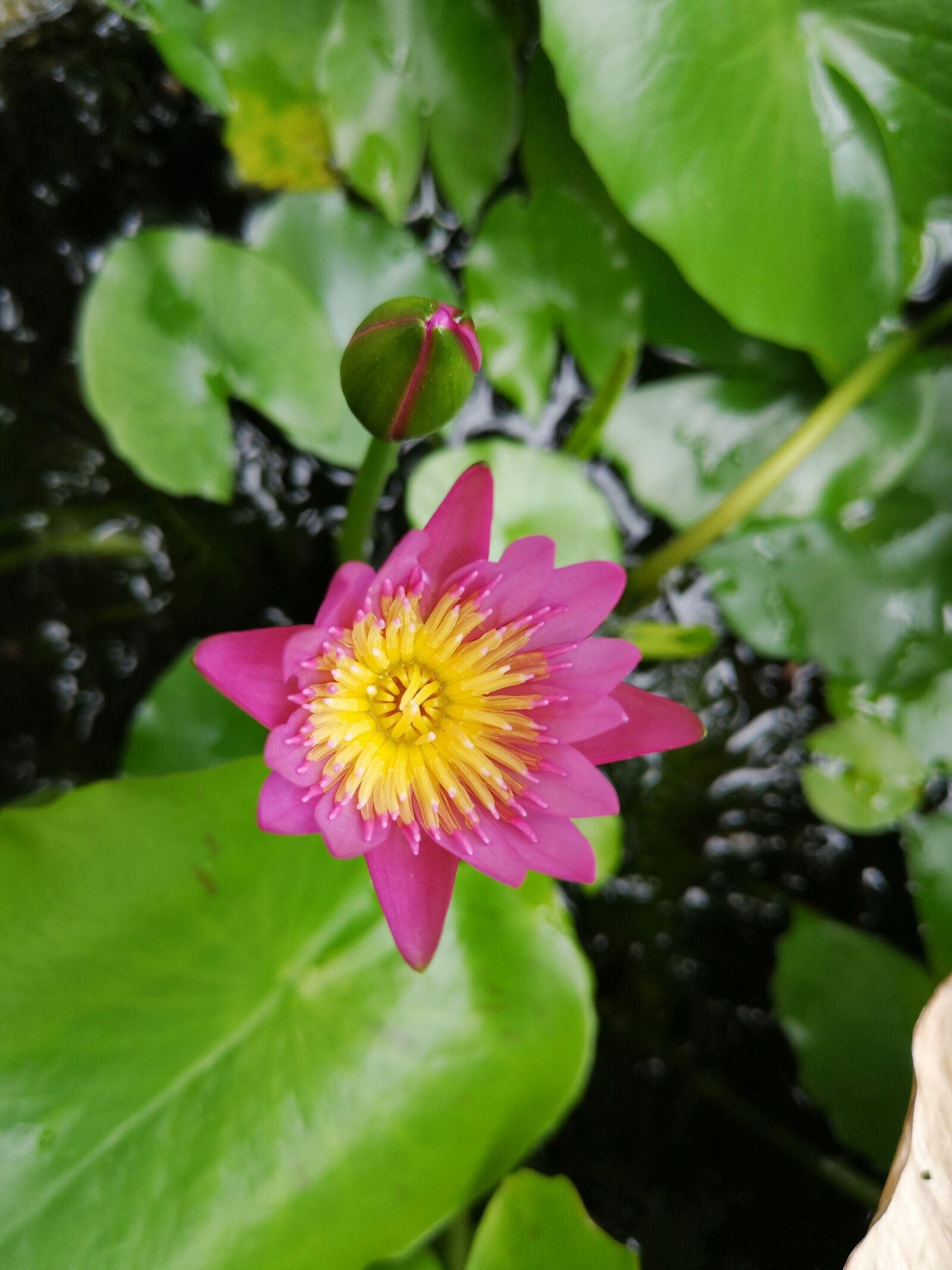 HUAWEI P20 sample photo. Flowers, nature, bloom photography