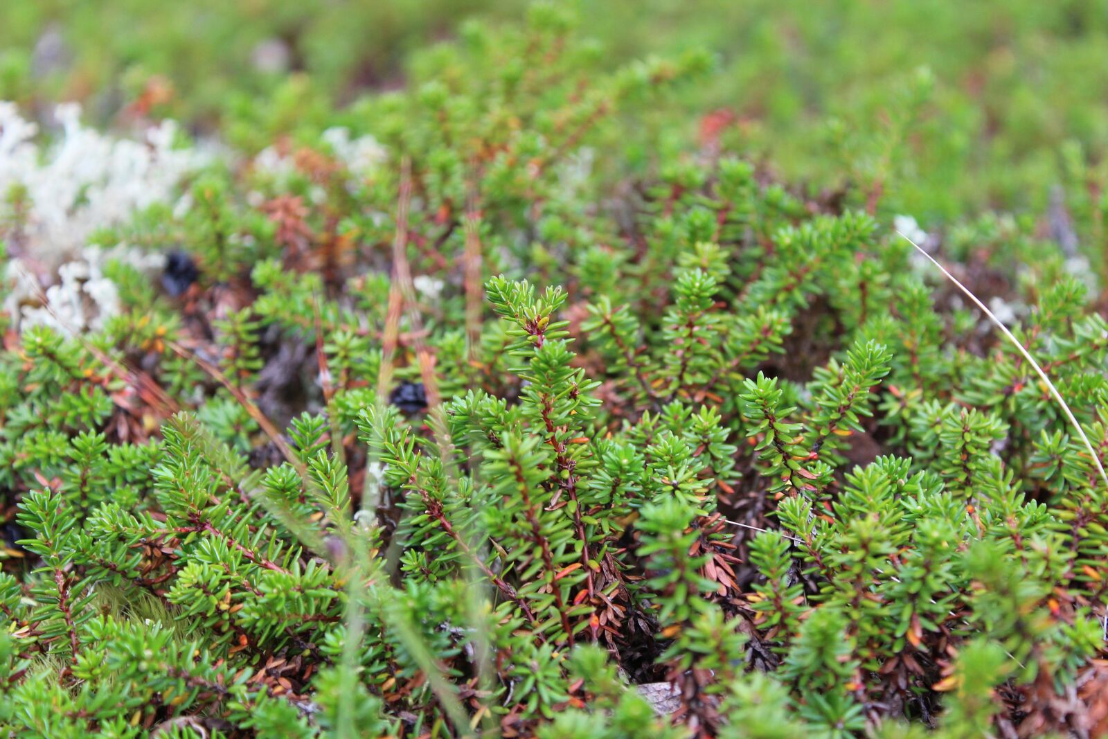 Canon EOS 1300D (EOS Rebel T6 / EOS Kiss X80) sample photo. Nature, moss, green photography