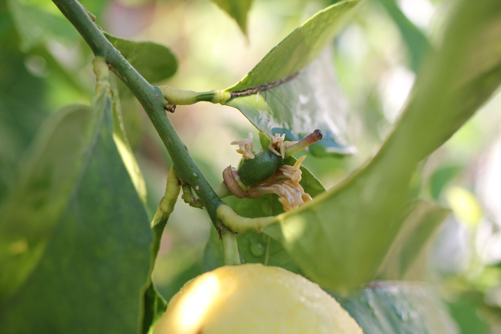 Canon EOS 550D (EOS Rebel T2i / EOS Kiss X4) sample photo. Lemon tree, fruit, green photography