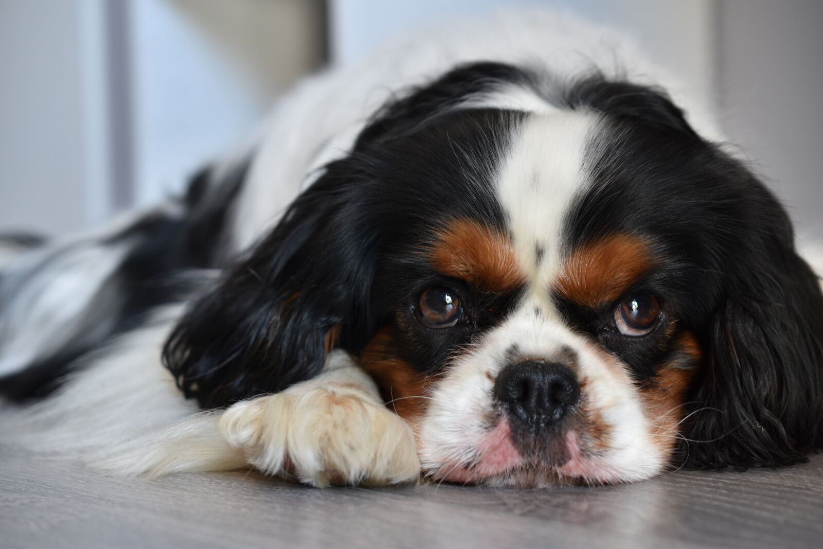 Nikon D5600 sample photo. Dog, cavalier king charles photography