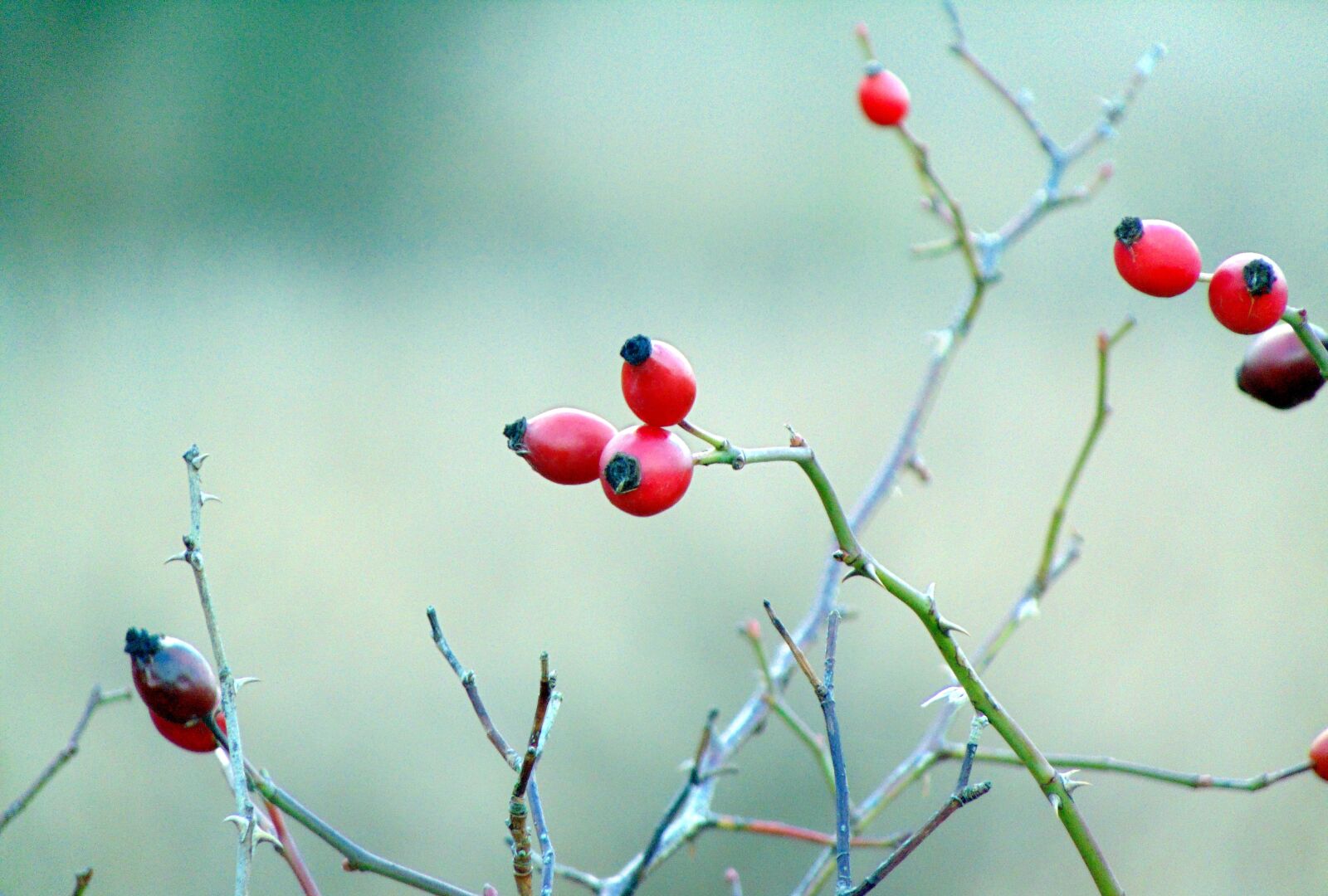 Sony Cyber-shot DSC-H300 sample photo. Hawthorn, red berries, hedge photography