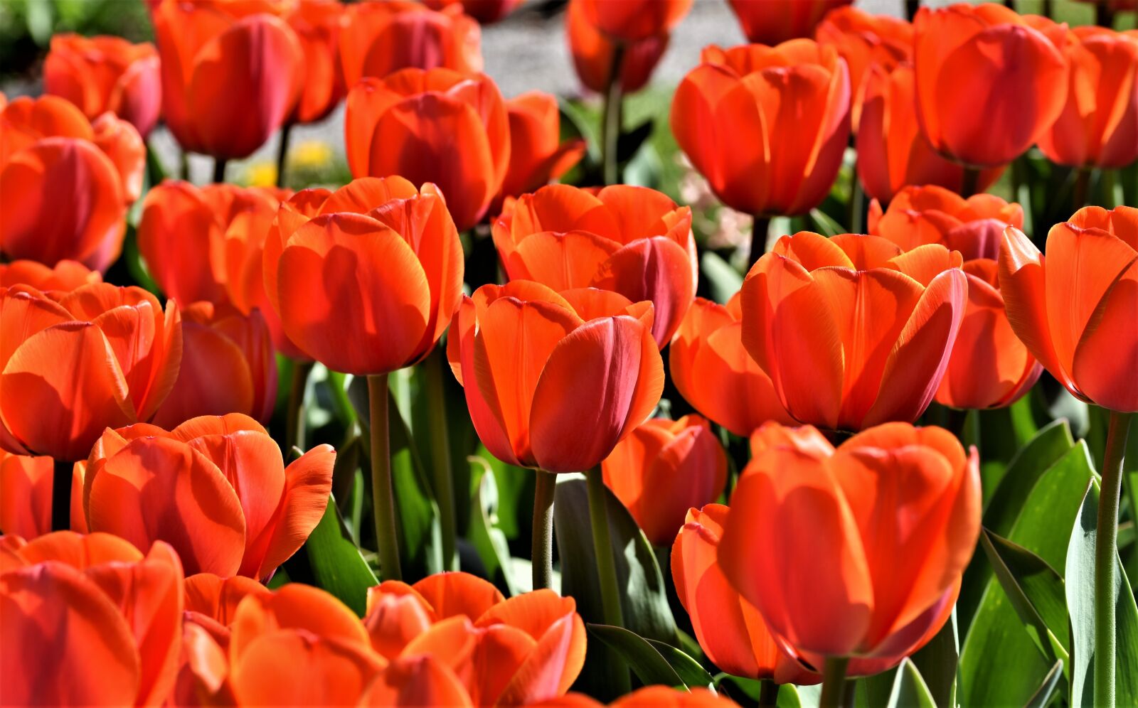 Nikon D7200 sample photo. Tulip, tulip field, blossom photography