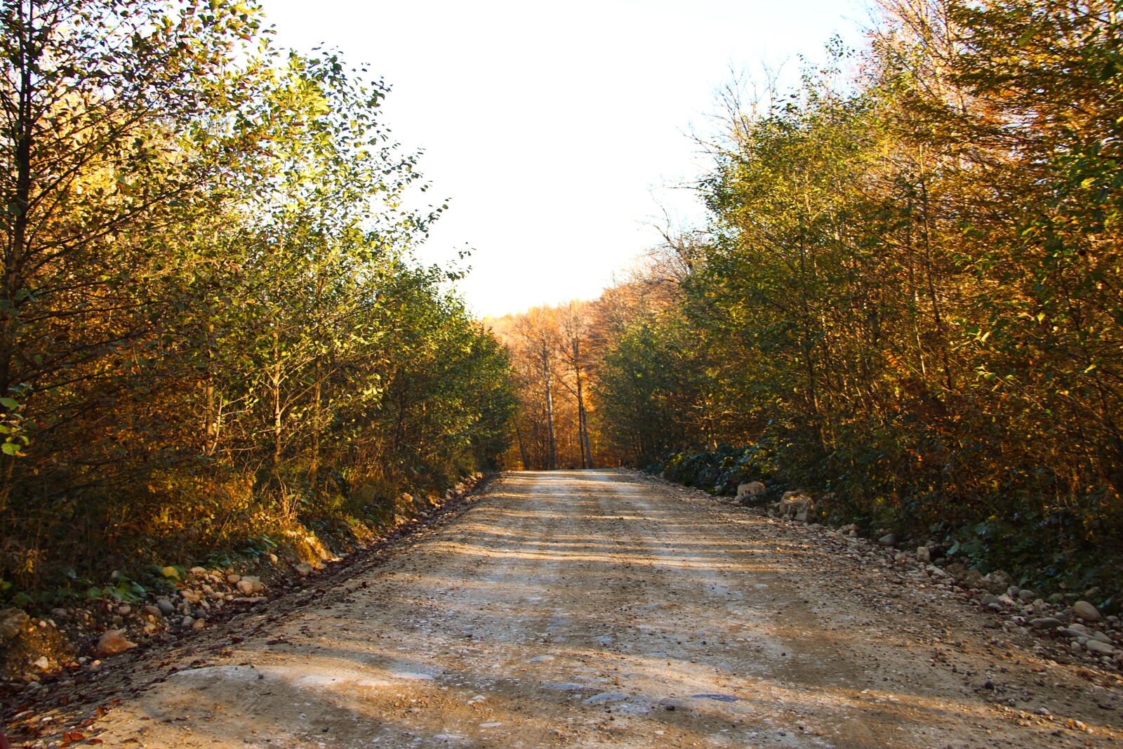 Canon EOS 7D sample photo. Forest, the road in photography