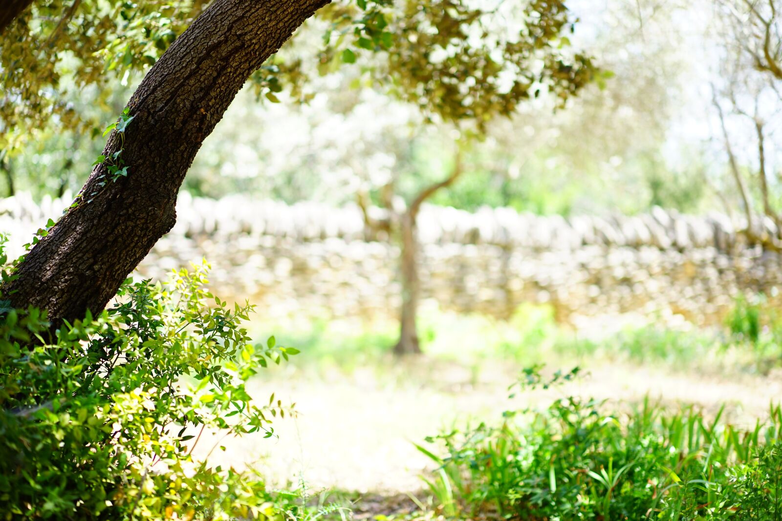 Sony a7 + Sony Sonnar T* FE 55mm F1.8 ZA sample photo. Ilex, tree, landscape photography