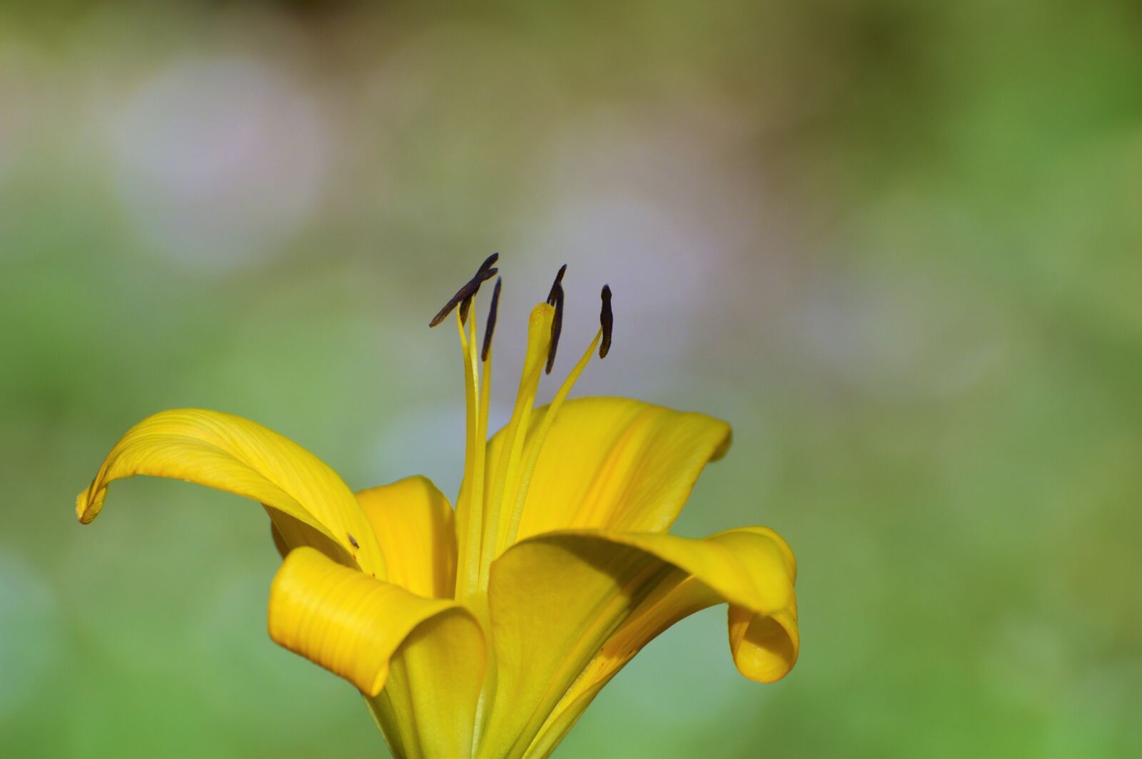 Nikon D3200 sample photo. Lily, flower, iris photography