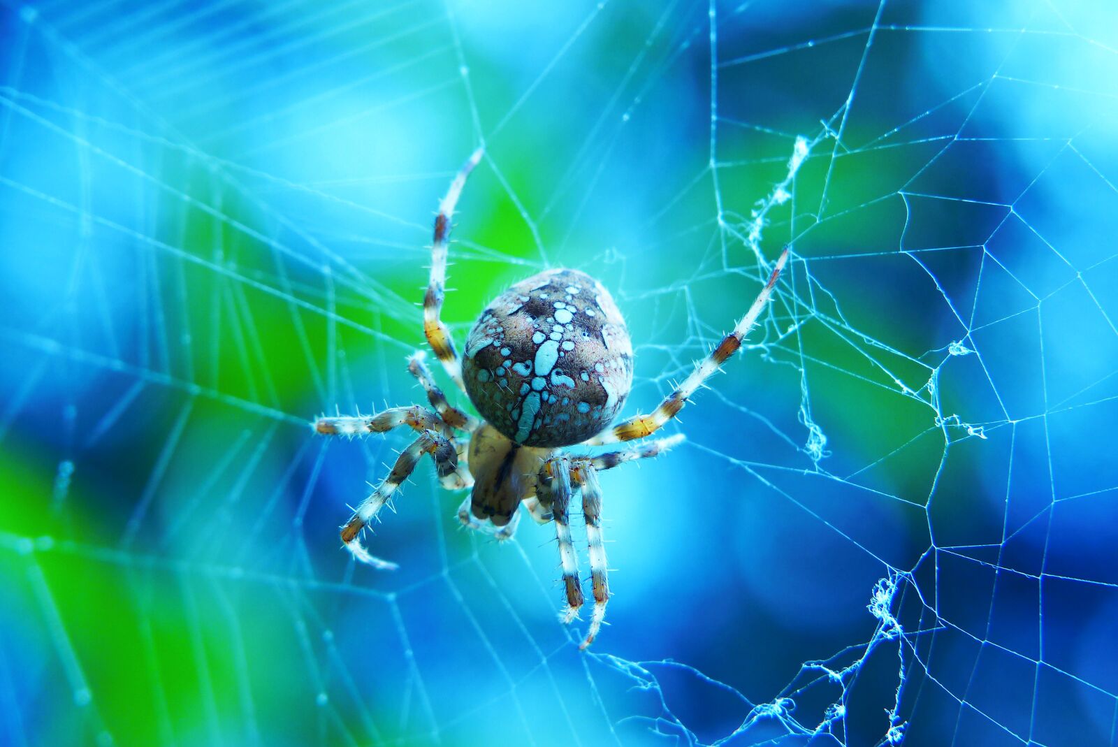 Panasonic Lumix DMC-FZ200 sample photo. Crusader garden, female, spider photography