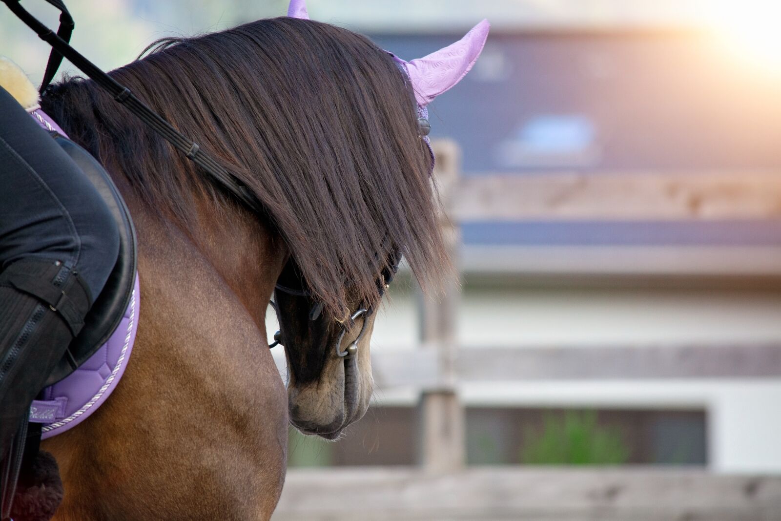 Nikon D7100 sample photo. Horse, pony, ride photography
