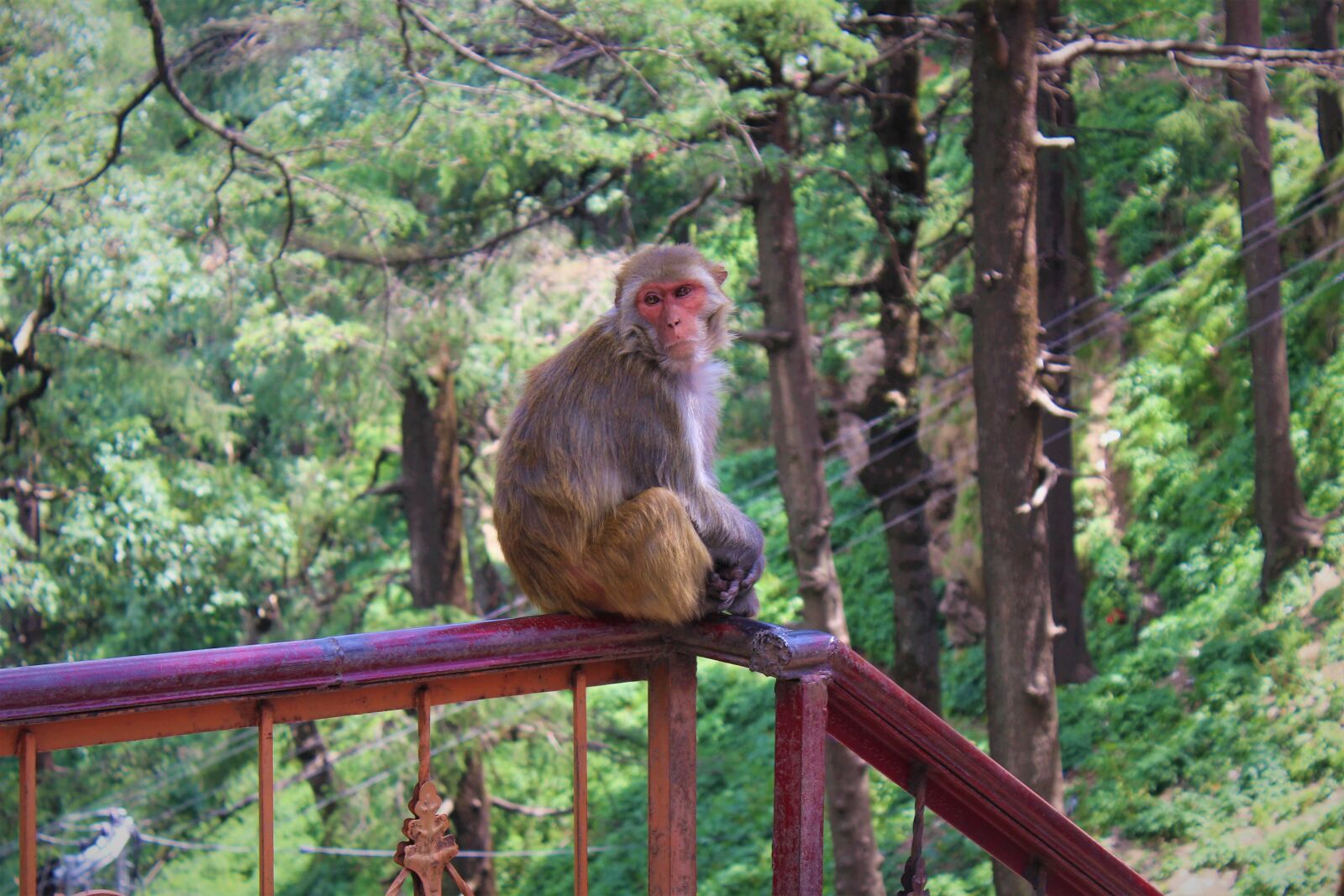 Canon EOS 1200D (EOS Rebel T5 / EOS Kiss X70 / EOS Hi) sample photo. Monkey, rhesus, animal photography