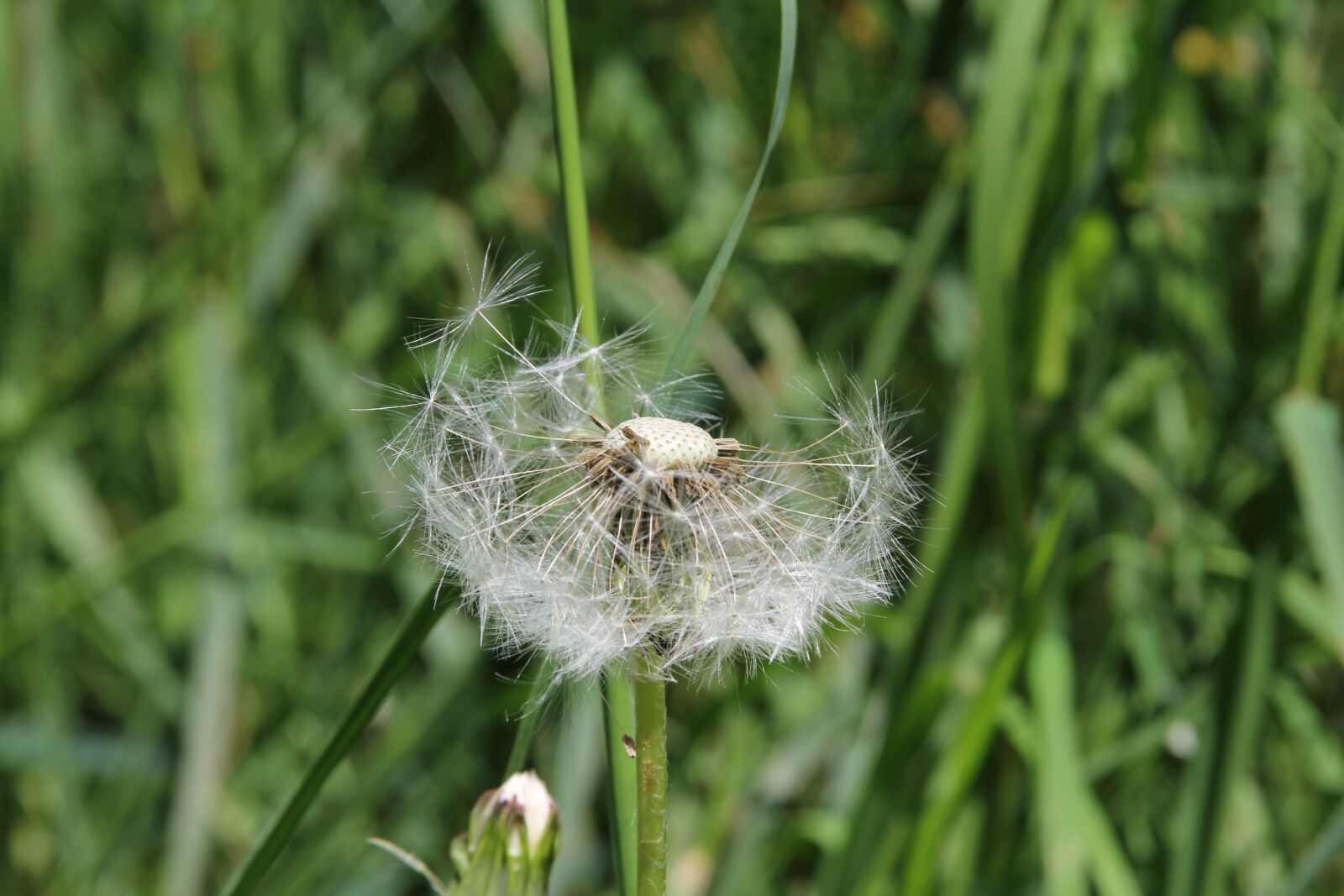 Canon EOS 60D + Canon EF 28-135mm F3.5-5.6 IS USM sample photo. Nature, plant, dandelion photography