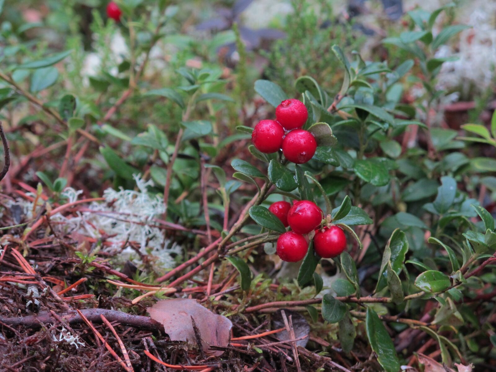 Canon PowerShot G12 sample photo. Cowberry, forest, autumn photography