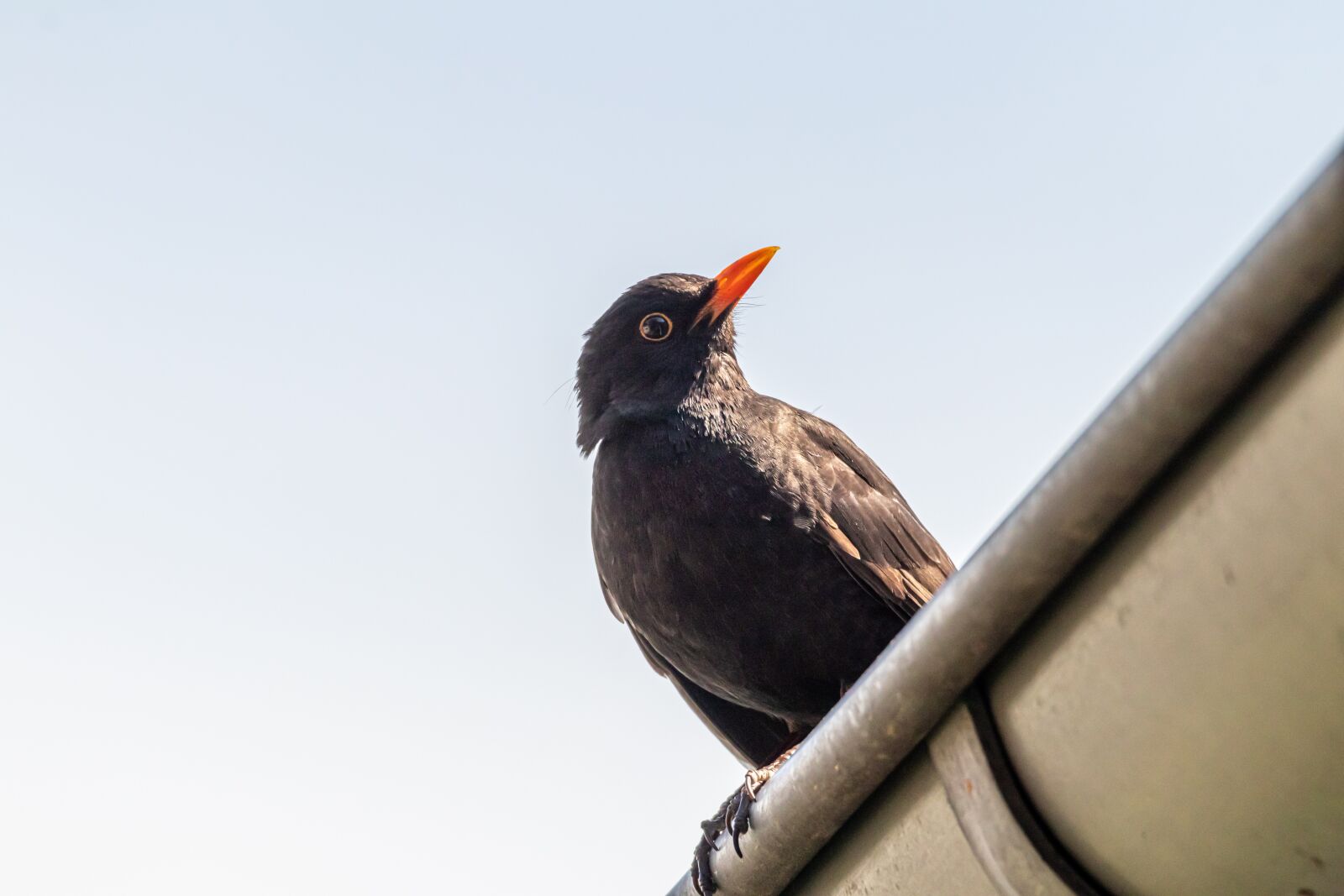 Canon EOS 80D sample photo. Blackbird, throttle, bird photography