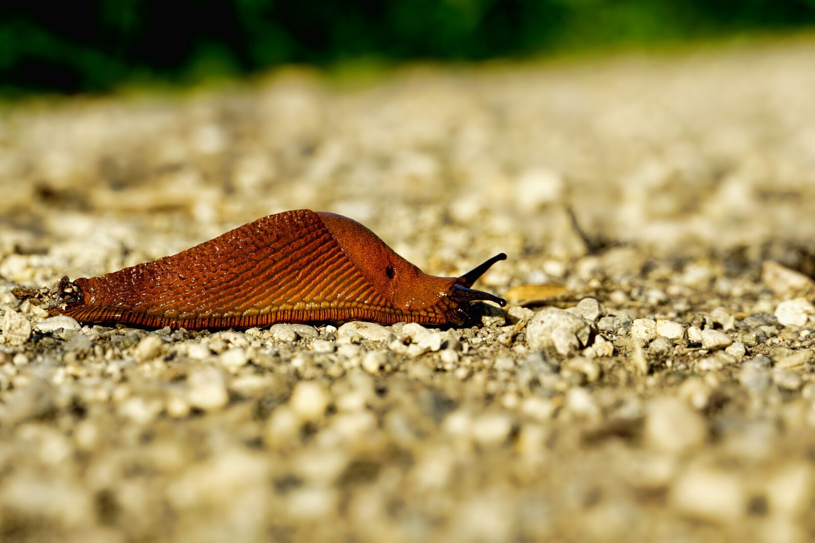 Sony a6000 sample photo. Nature, slug, snail photography