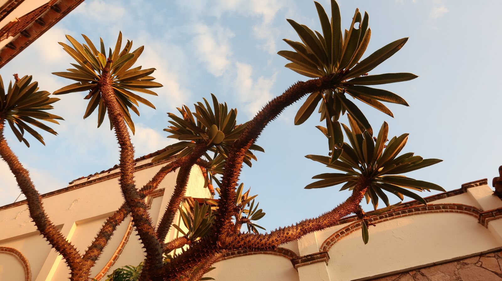 Canon PowerShot G7 X Mark II sample photo. Mexico, cactus, succulents photography