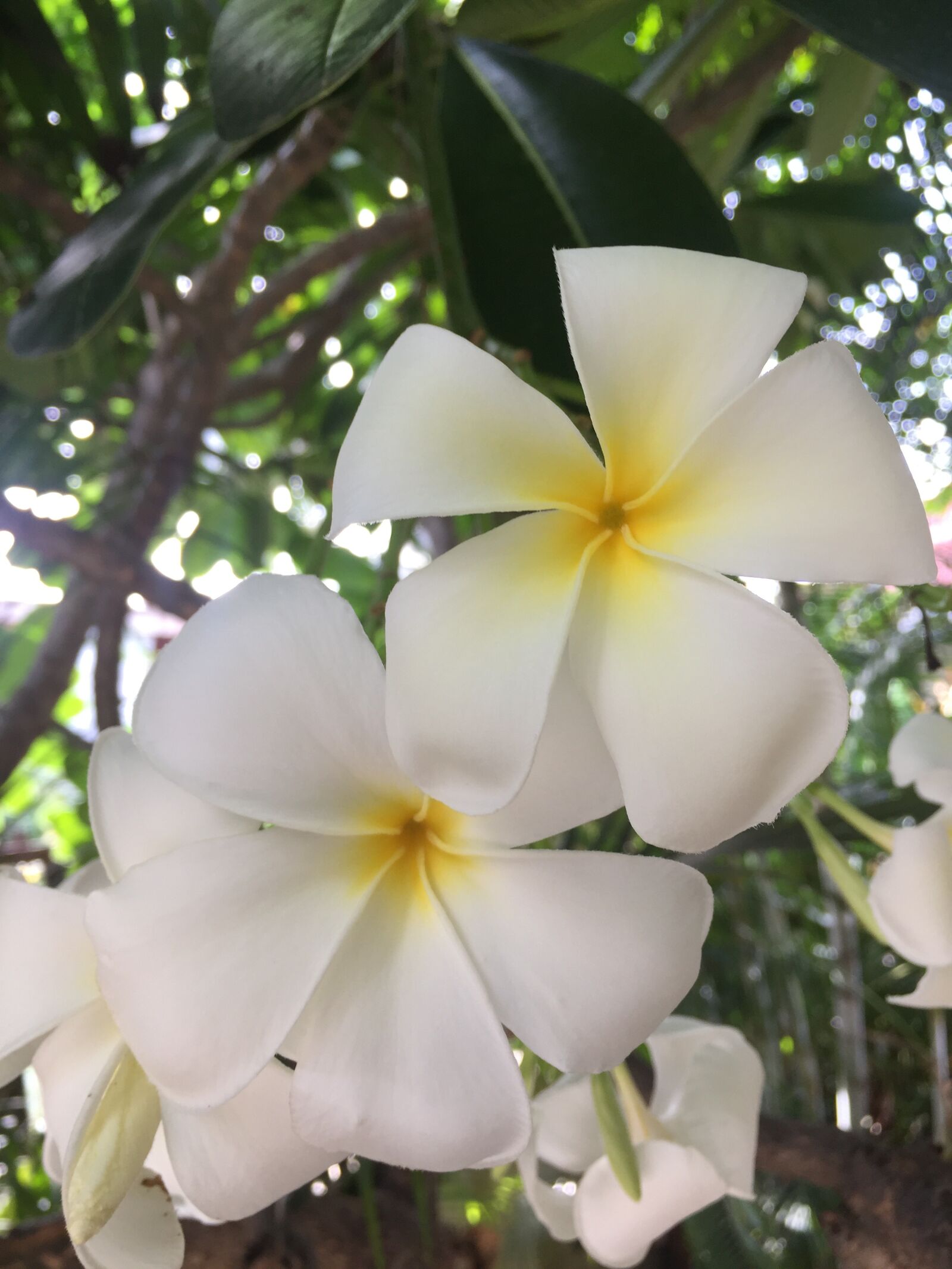 iPhone 6 back camera 4.15mm f/2.2 sample photo. Plumeria, white flower, yellow photography