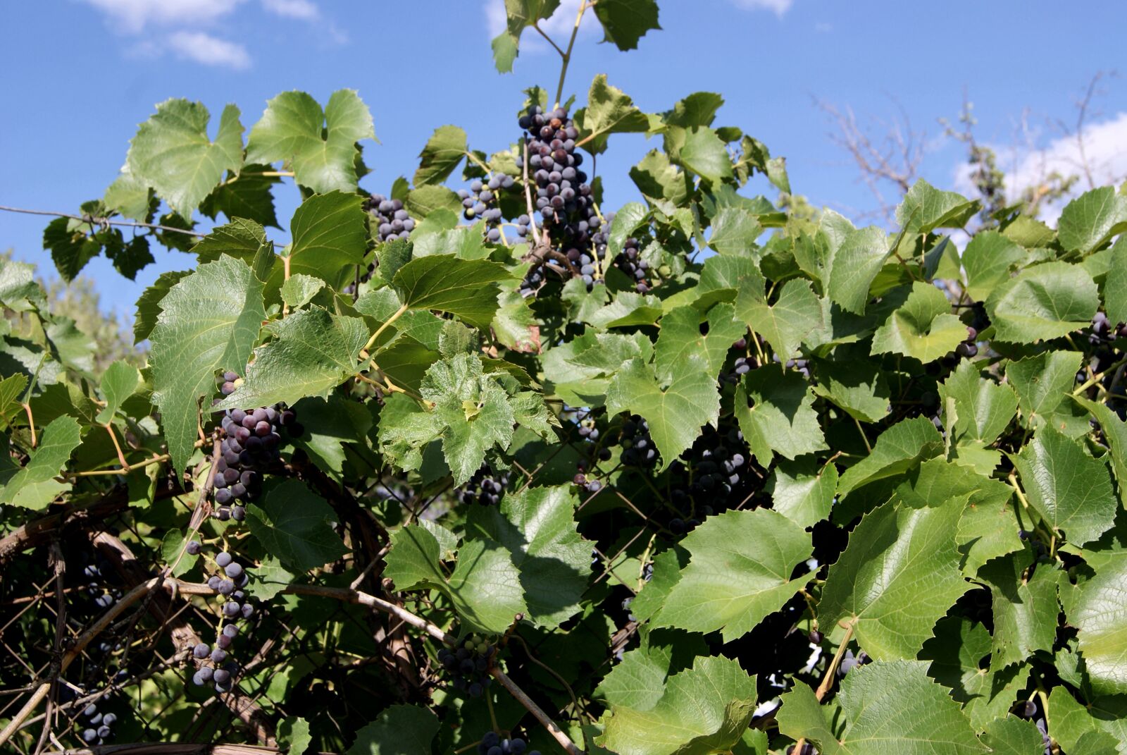 Sony Alpha DSLR-A230 sample photo. Grapes, green, a bunch photography