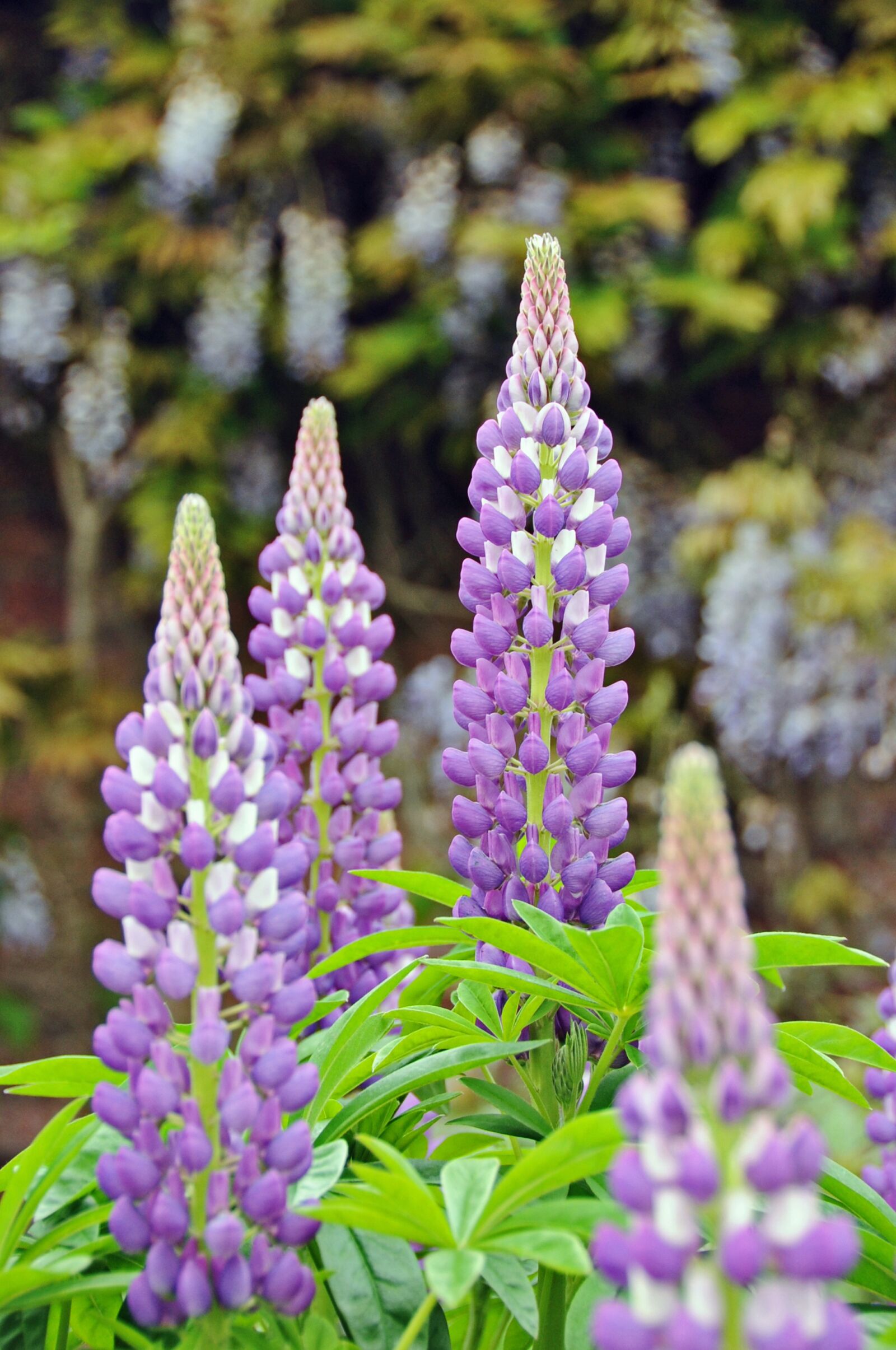 Nikon D700 sample photo. Purple, purple flower, violet photography