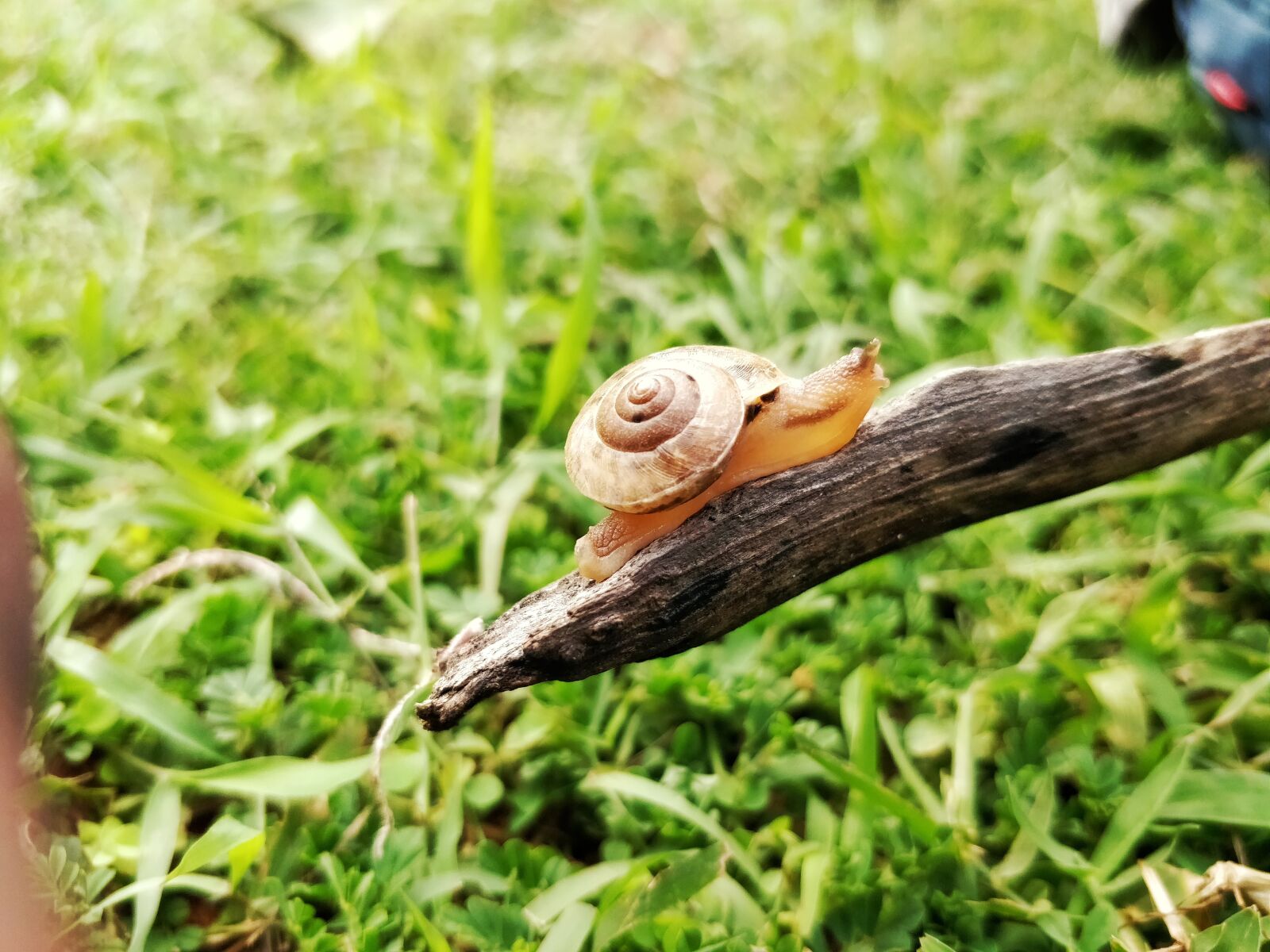 OnePlus 5T sample photo. Snail, creature, small photography