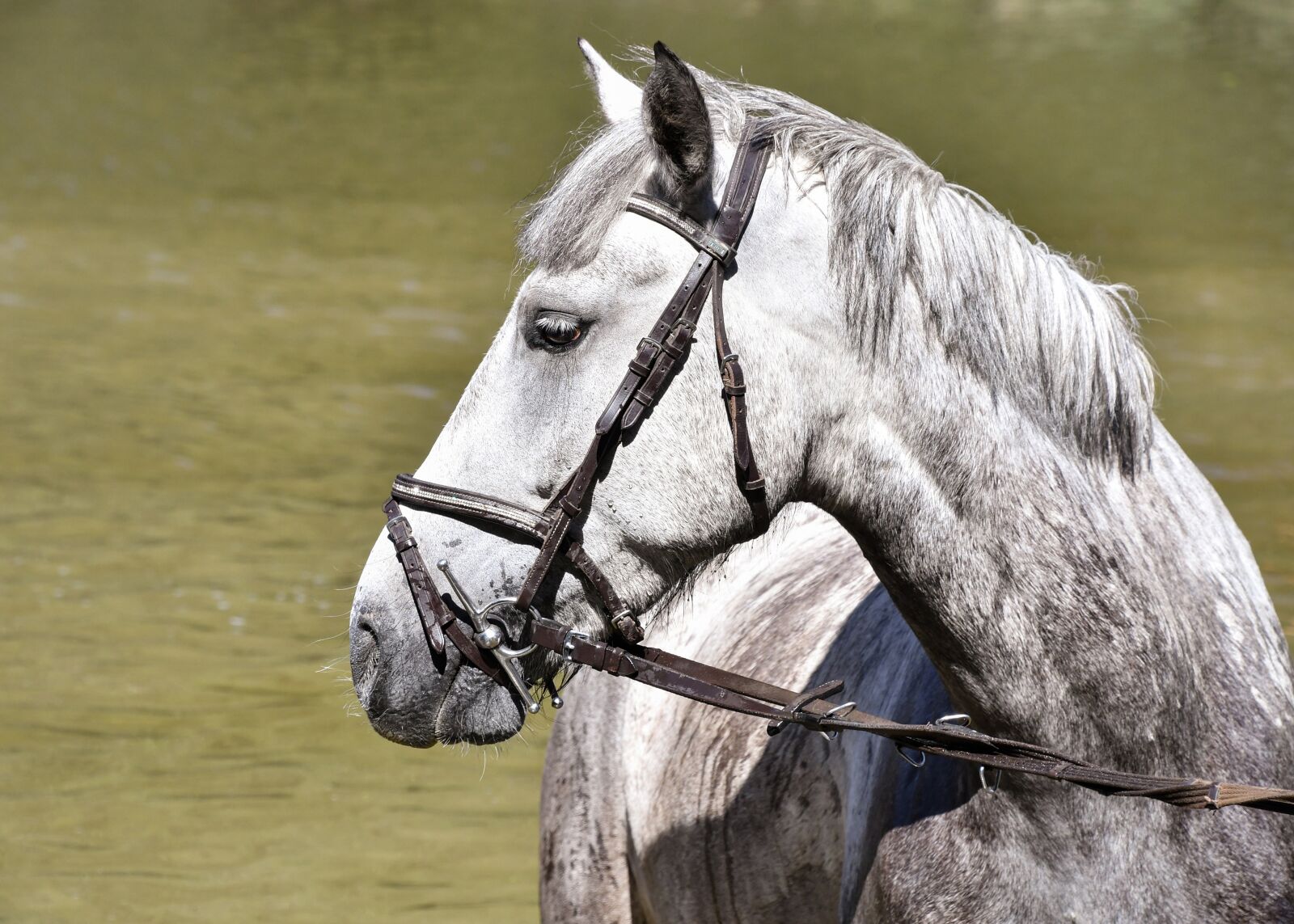 Nikon D500 sample photo. Horse, white horse, animal photography