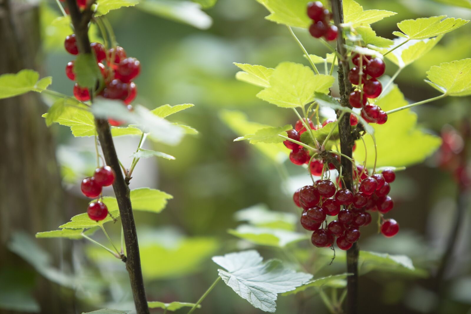 Canon EOS 5D Mark IV + Canon EF 70-200mm F2.8L IS USM sample photo. Currants, berries, fruit photography