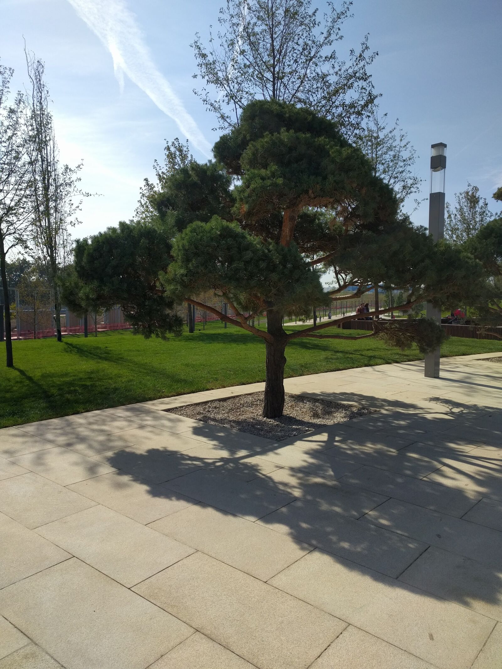 LG Nexus 5X sample photo. Chilean pine, tree, park photography