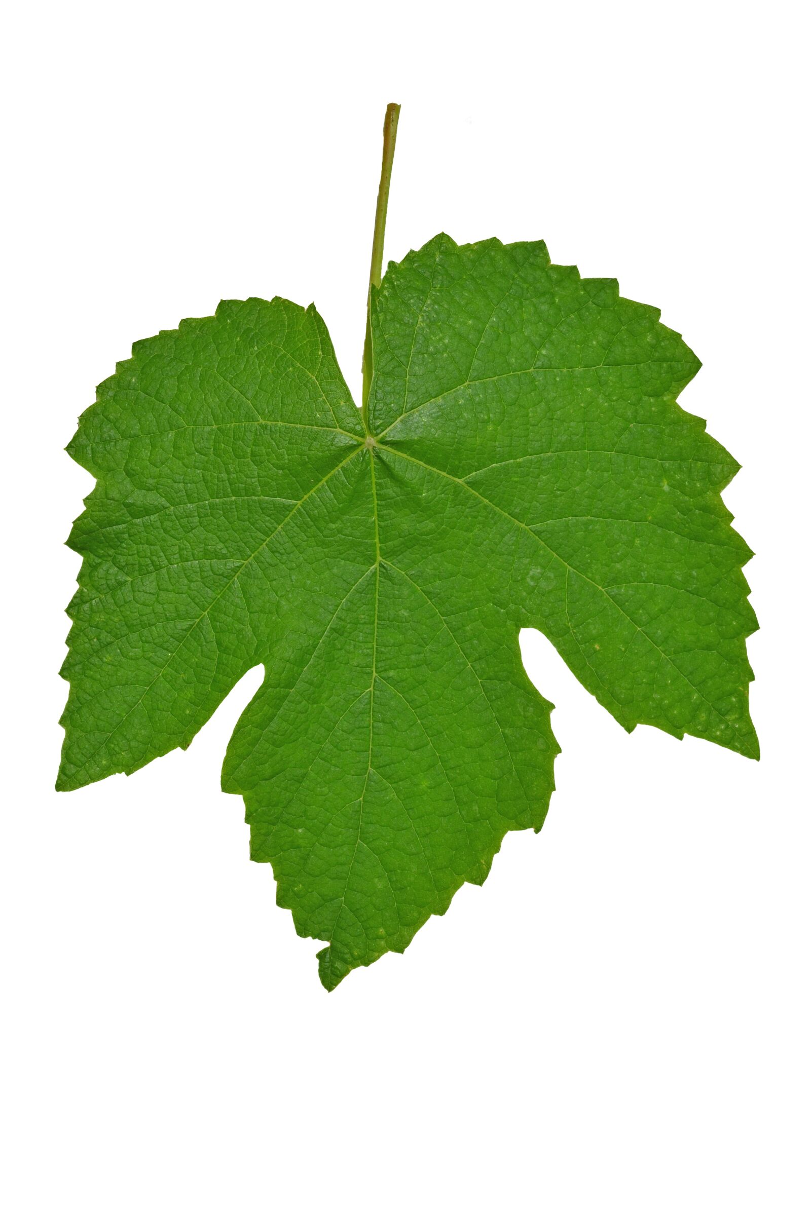 Nikon D3100 sample photo. Leaf, vines, isolated photography