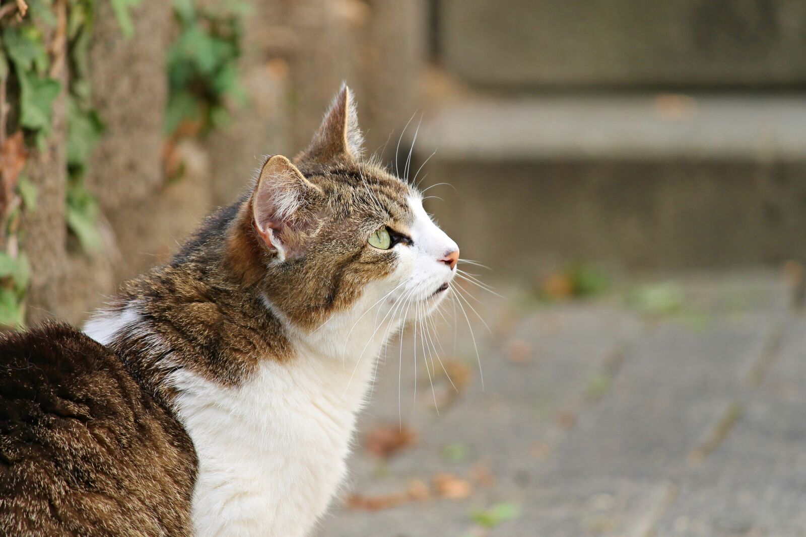 Canon EOS 1100D (EOS Rebel T3 / EOS Kiss X50) sample photo. Cat, domestic cat, kitten photography