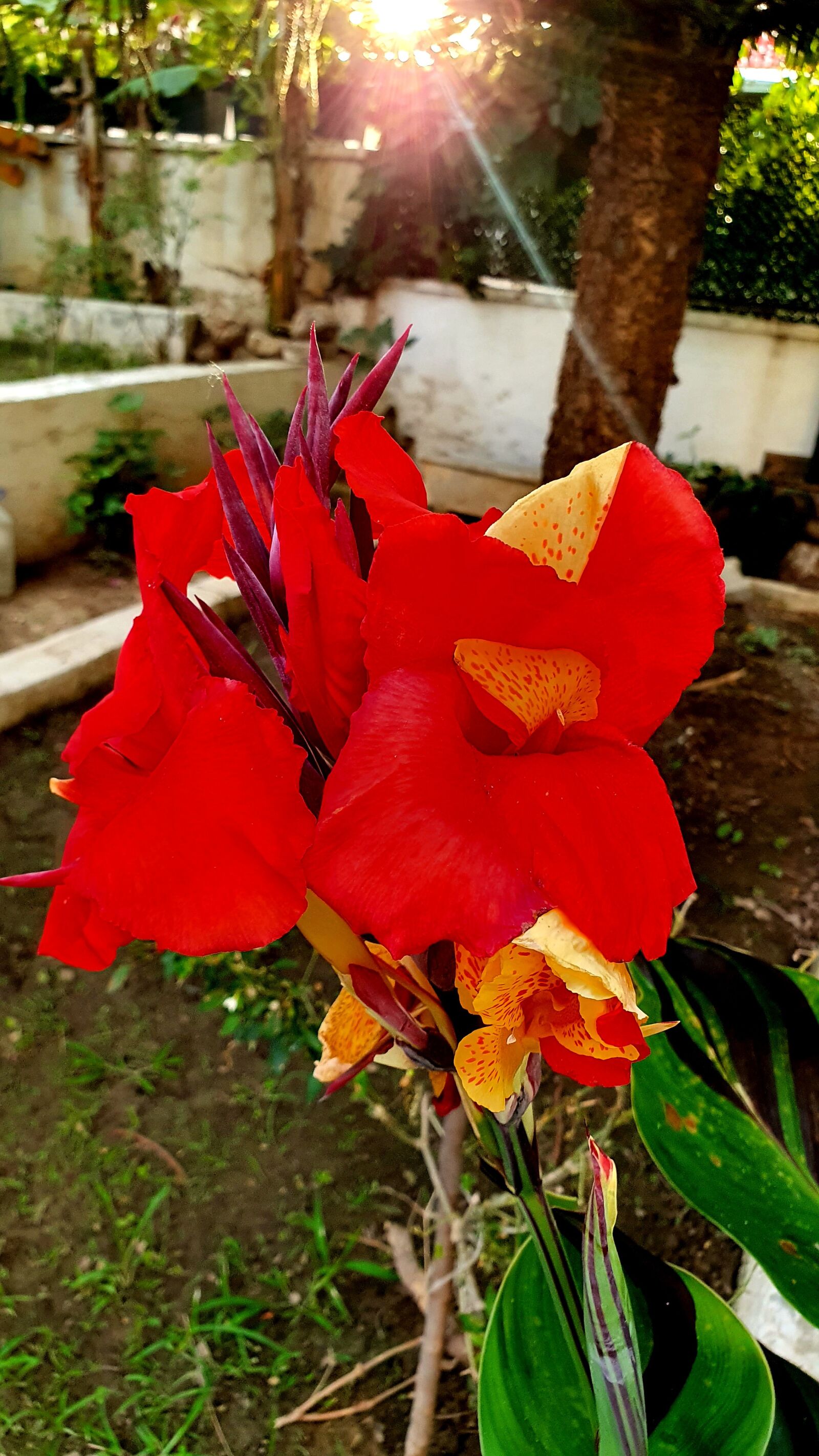 Samsung Galaxy S10e sample photo. Flower, red, cottage photography