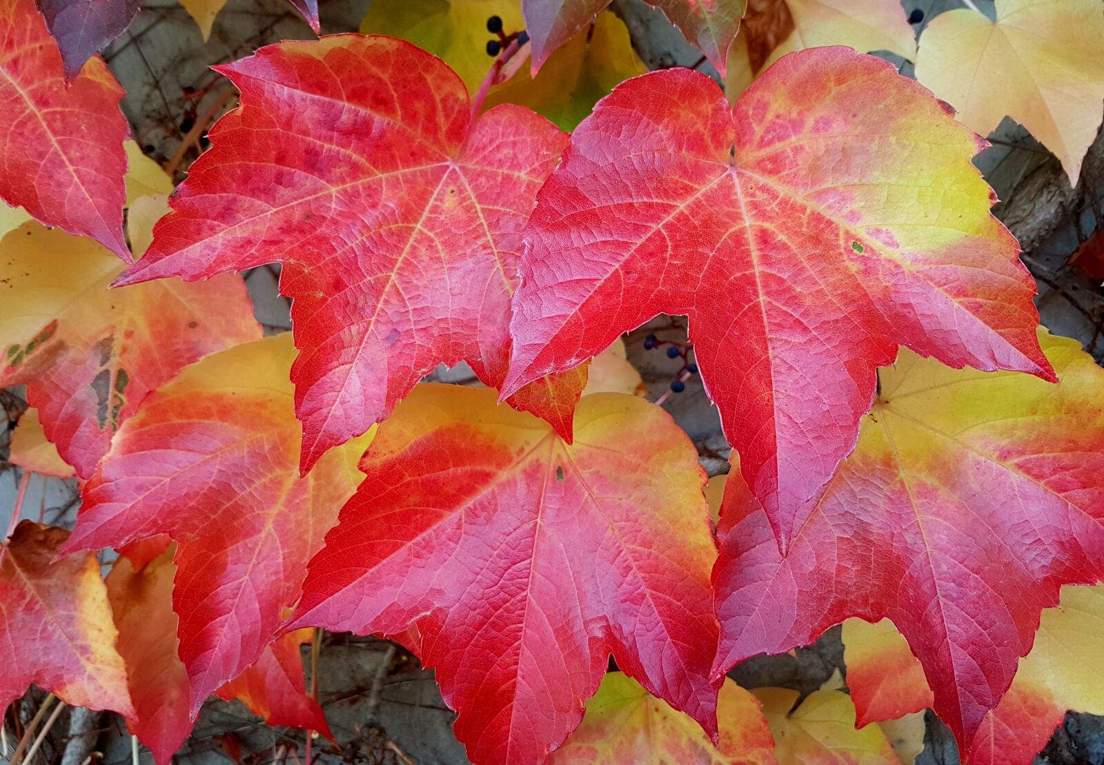 Samsung Galaxy S7 sample photo. Autumn, fall leaves, fall photography