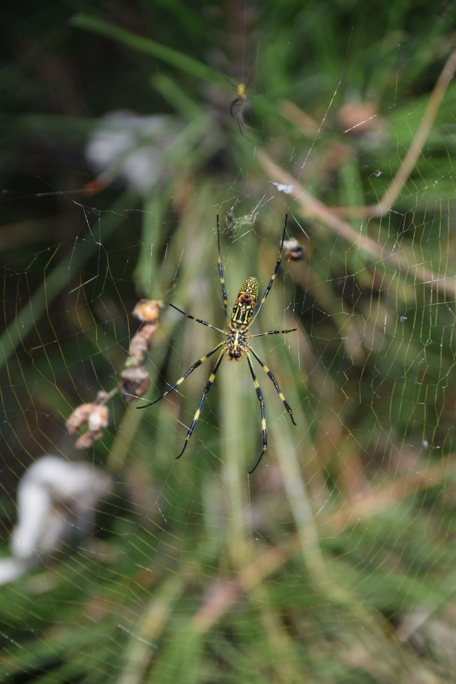 Nikon D5300 sample photo. Spider, cobweb, nature photography