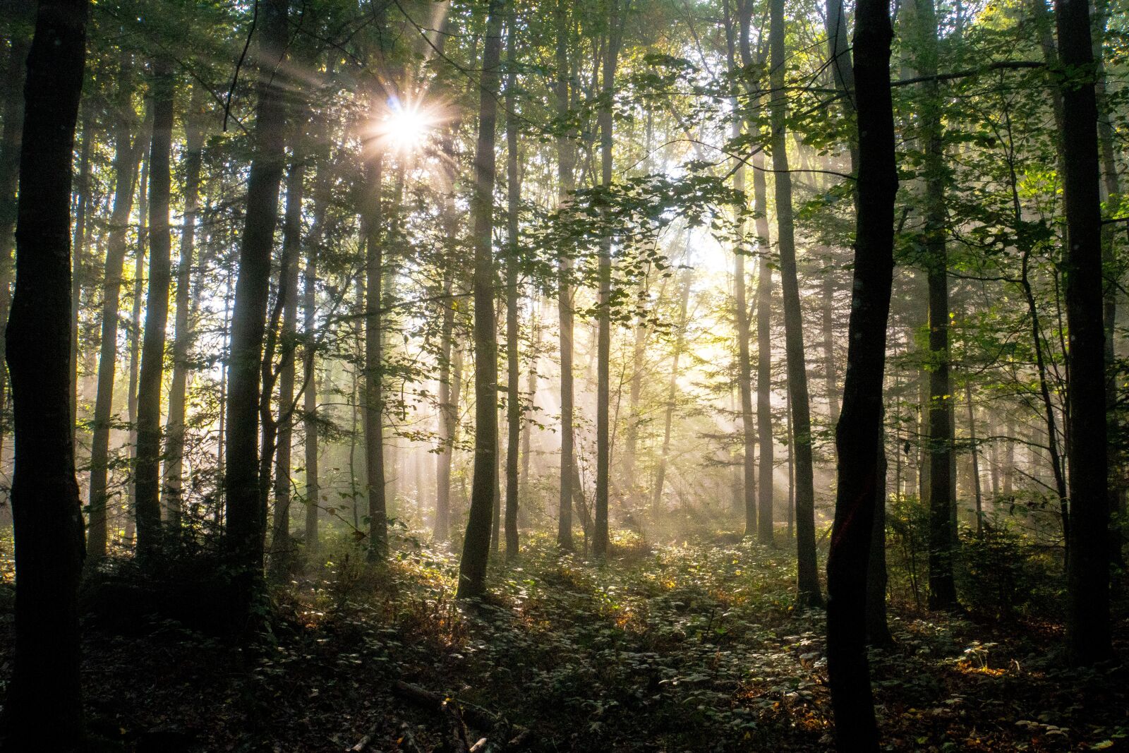Sony a6500 sample photo. Forest, autumn, sunbeam photography