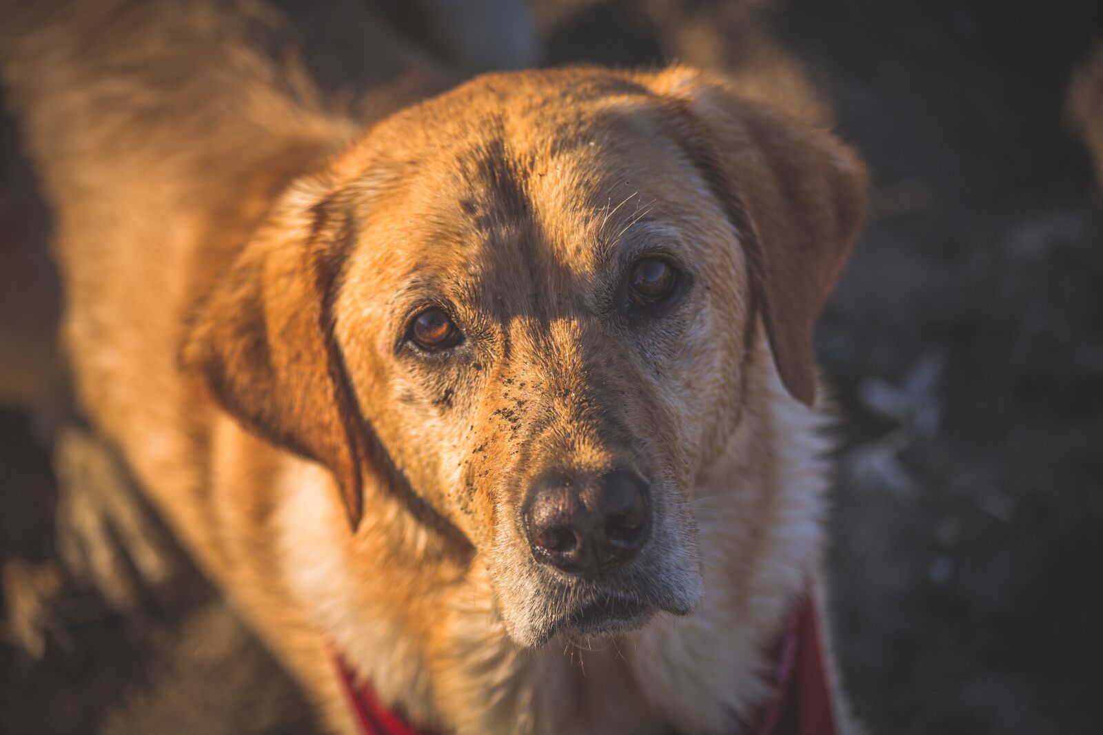 Canon EF 70-300mm F4-5.6 IS USM sample photo. Dog, yellow lab, golden photography