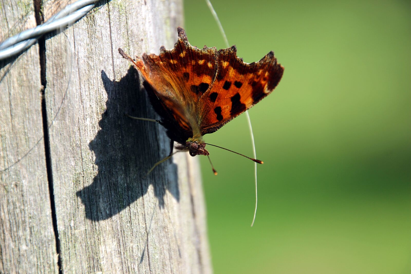 Canon EOS 600D (Rebel EOS T3i / EOS Kiss X5) sample photo. Butterfly, wings, comma butterfly photography