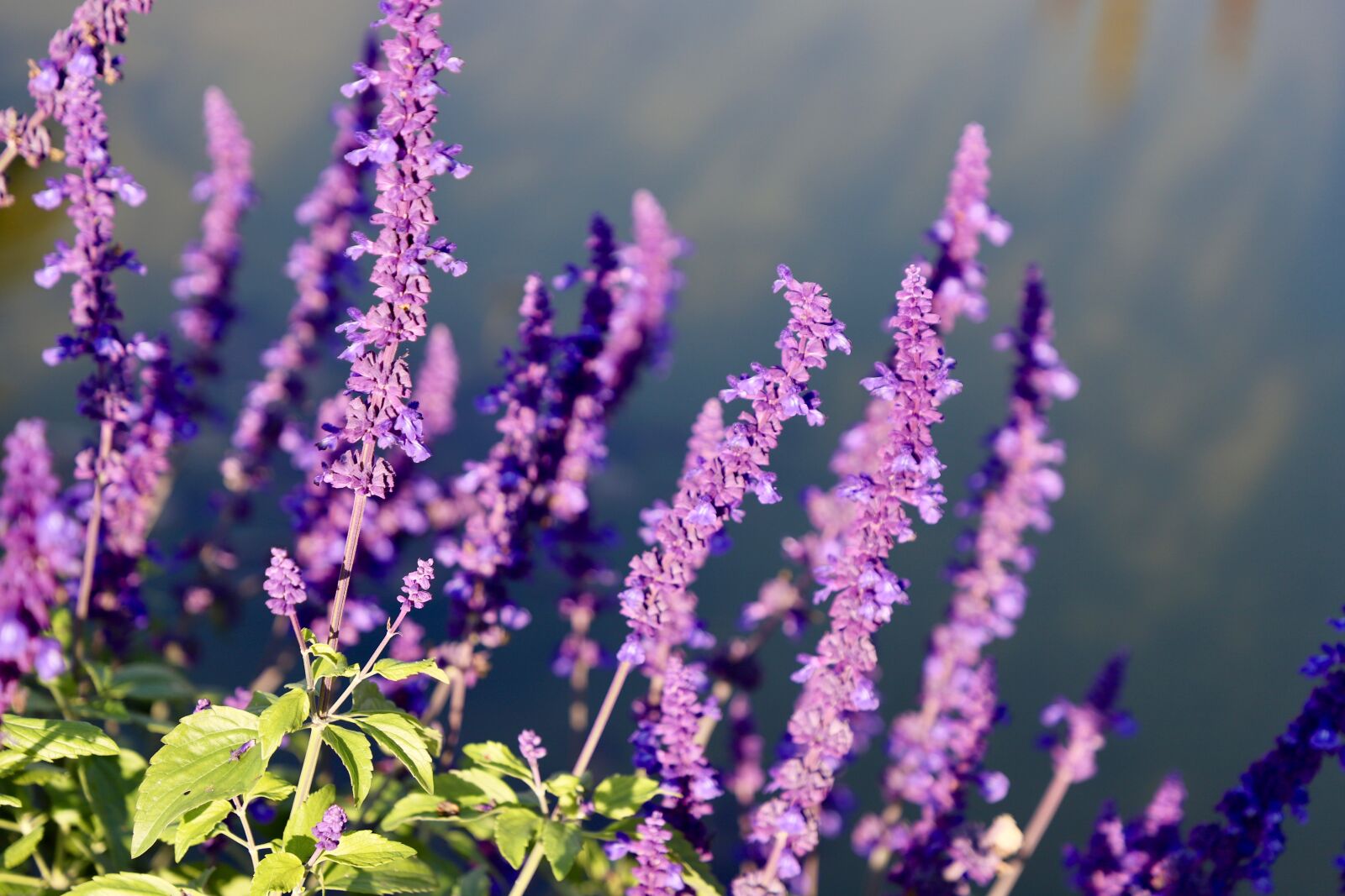 Canon EF 24-105mm F4L IS II USM sample photo. Purple, flowers, flower photography