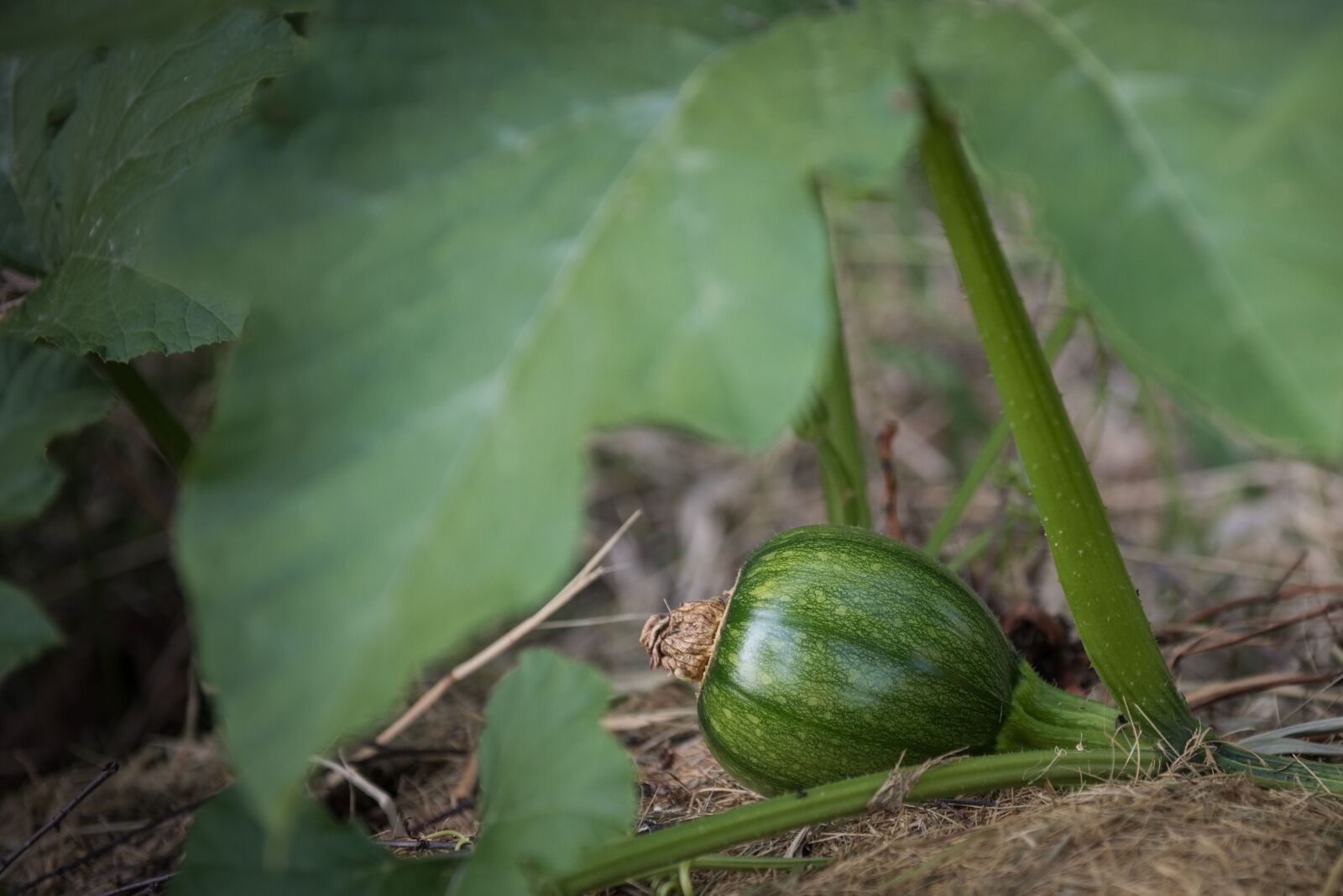 Nikon D810 sample photo. Plant, pumpkin, leaf photography