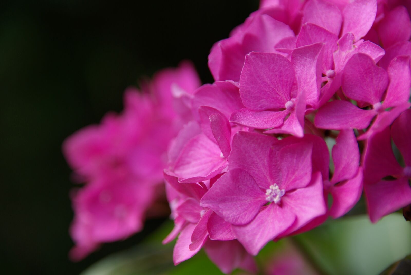Pentax K10D sample photo. Hydrangea, flower, pink photography