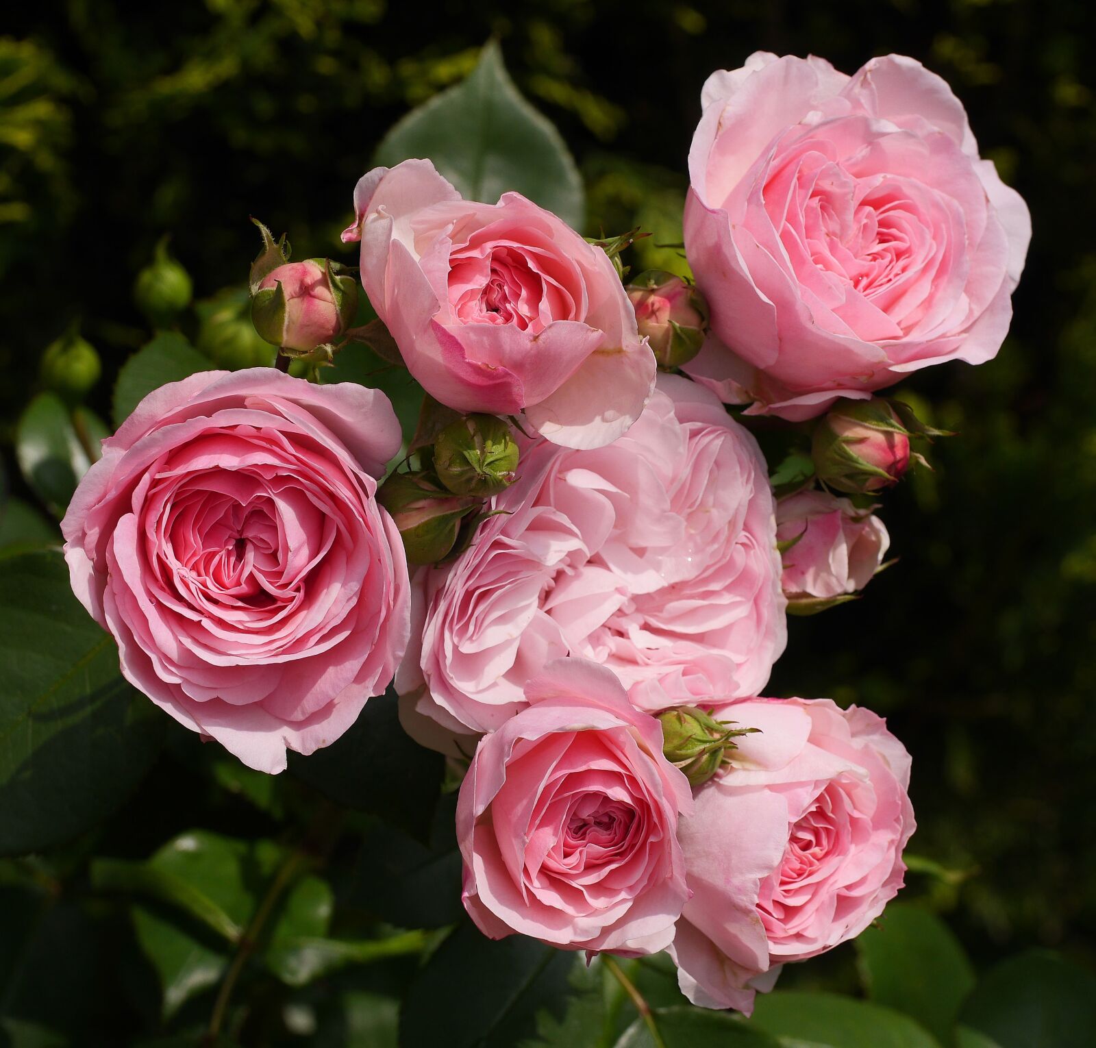 Panasonic Lumix DMC-GH3 sample photo. Shrub rose, in full photography